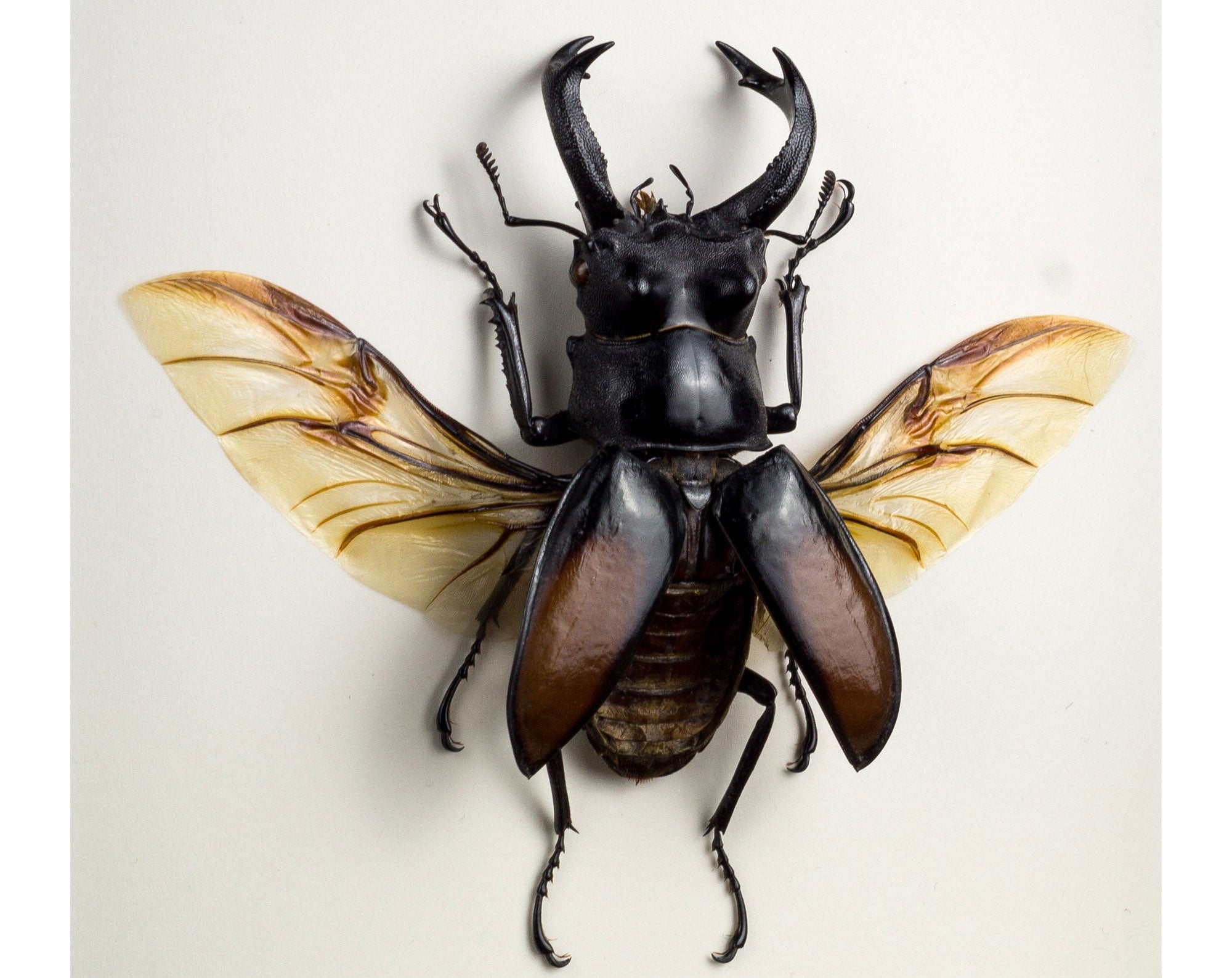 Hexarthrius parryi ♂  Käfer InsectArt