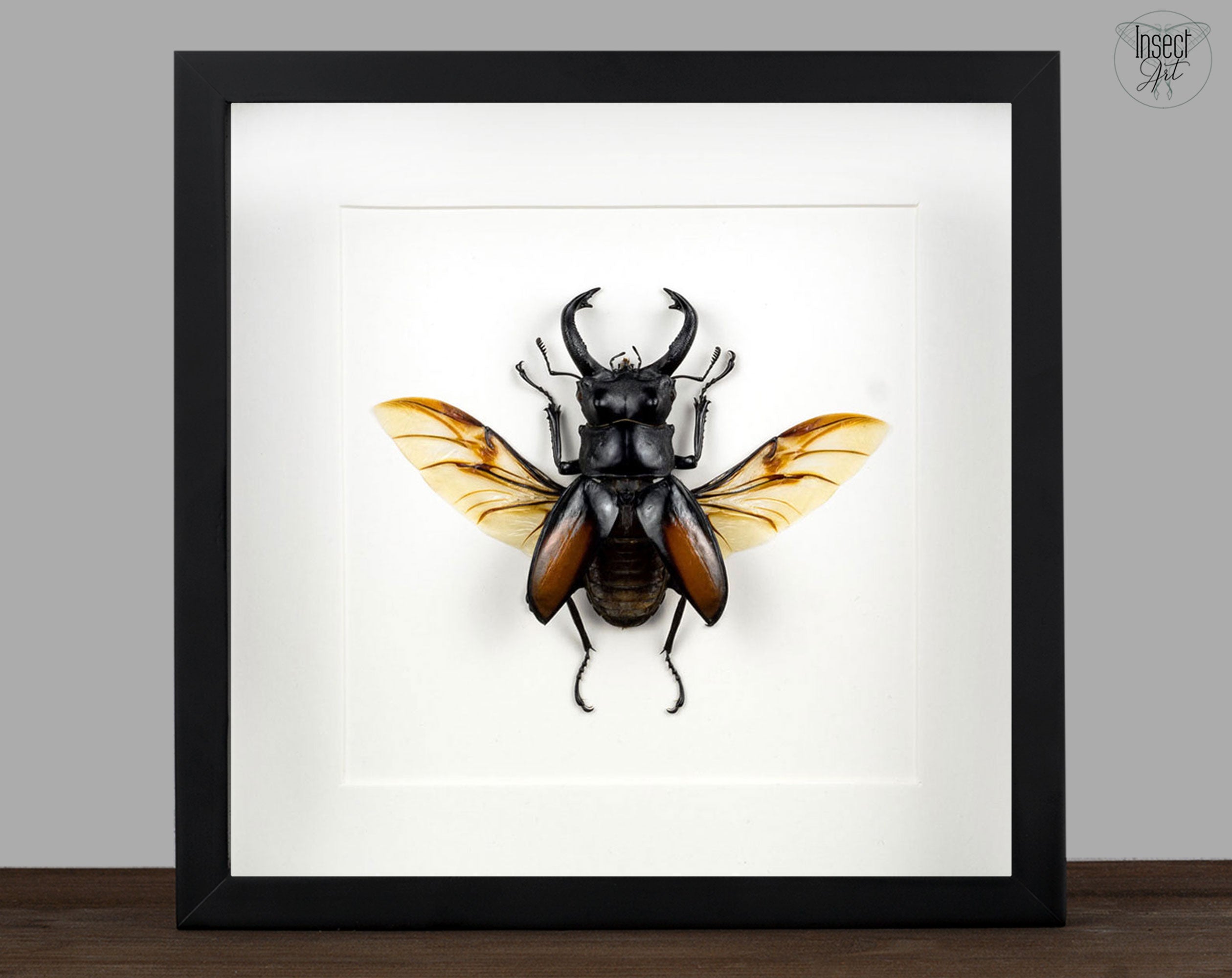 Hexarthrius parryi ♂  Käfer InsectArt