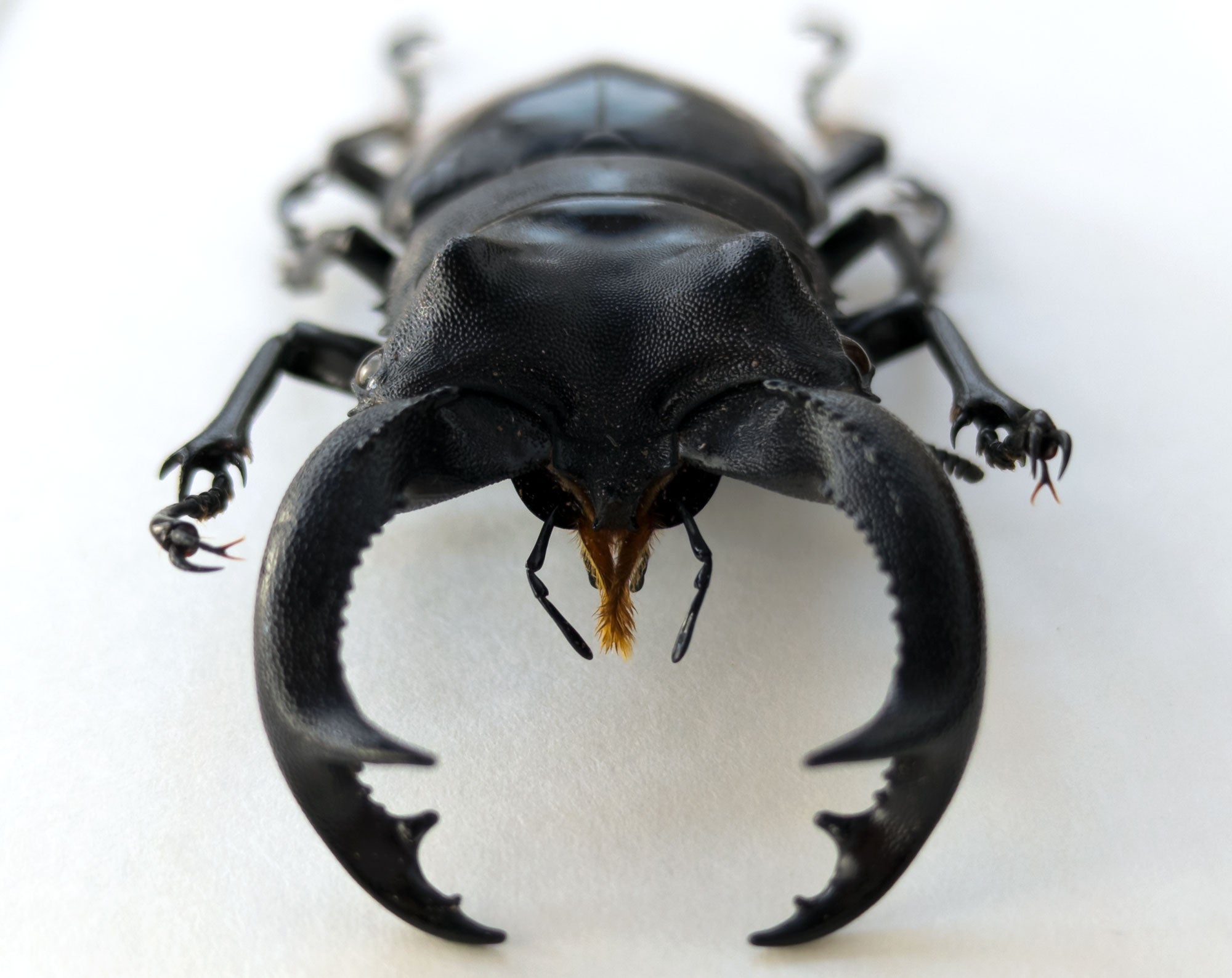Hexarthrius parryi ♂  Käfer InsectArt