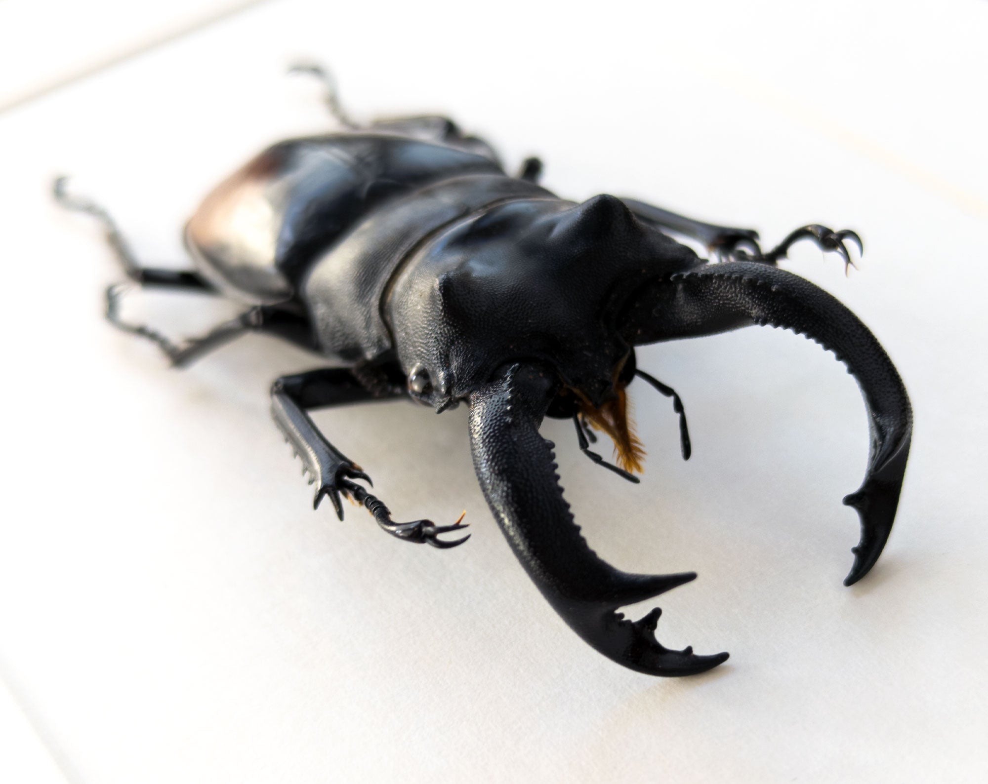 Hexarthrius parryi ♂  Käfer InsectArt