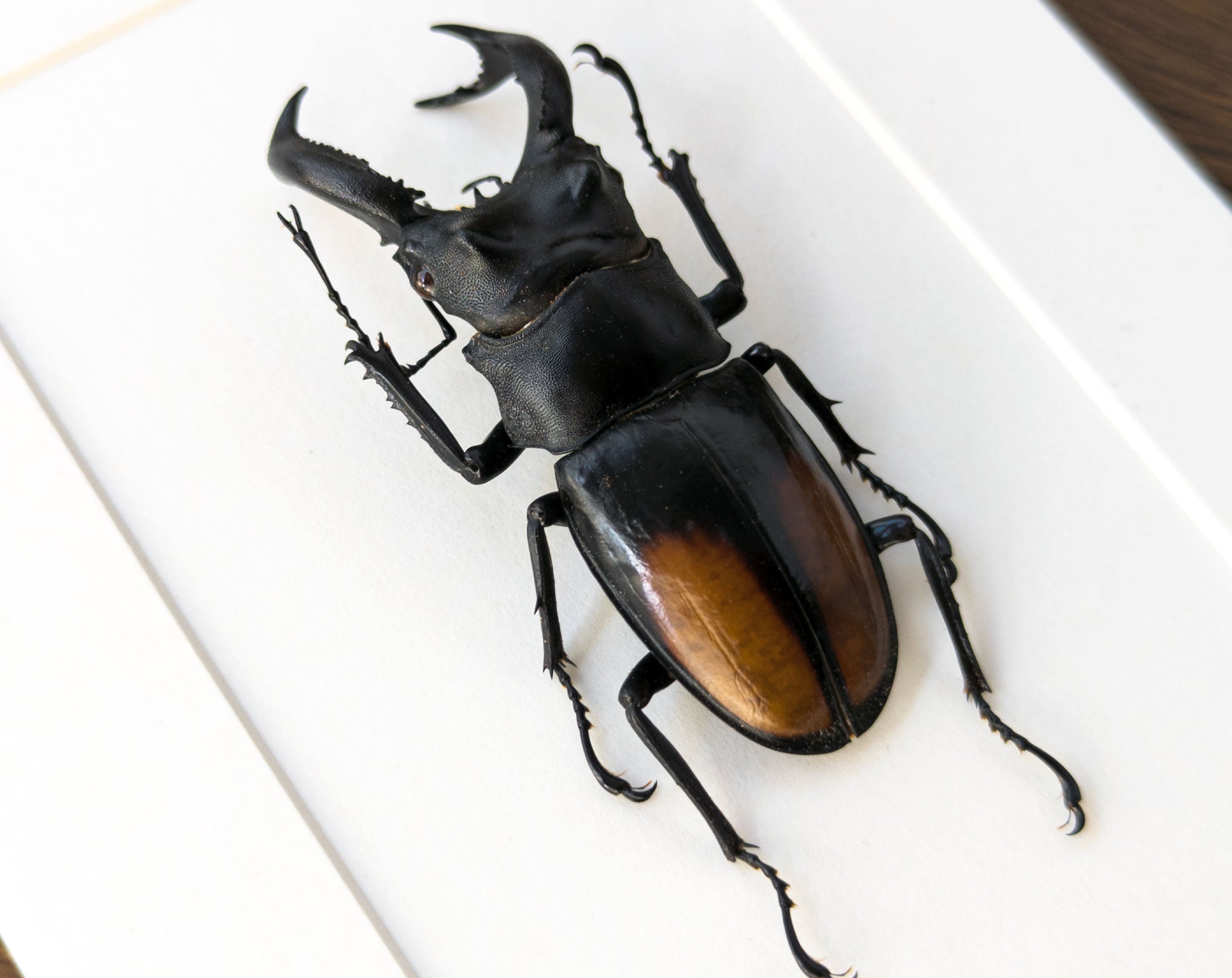 Hexarthrius parryi ♂  Käfer InsectArt