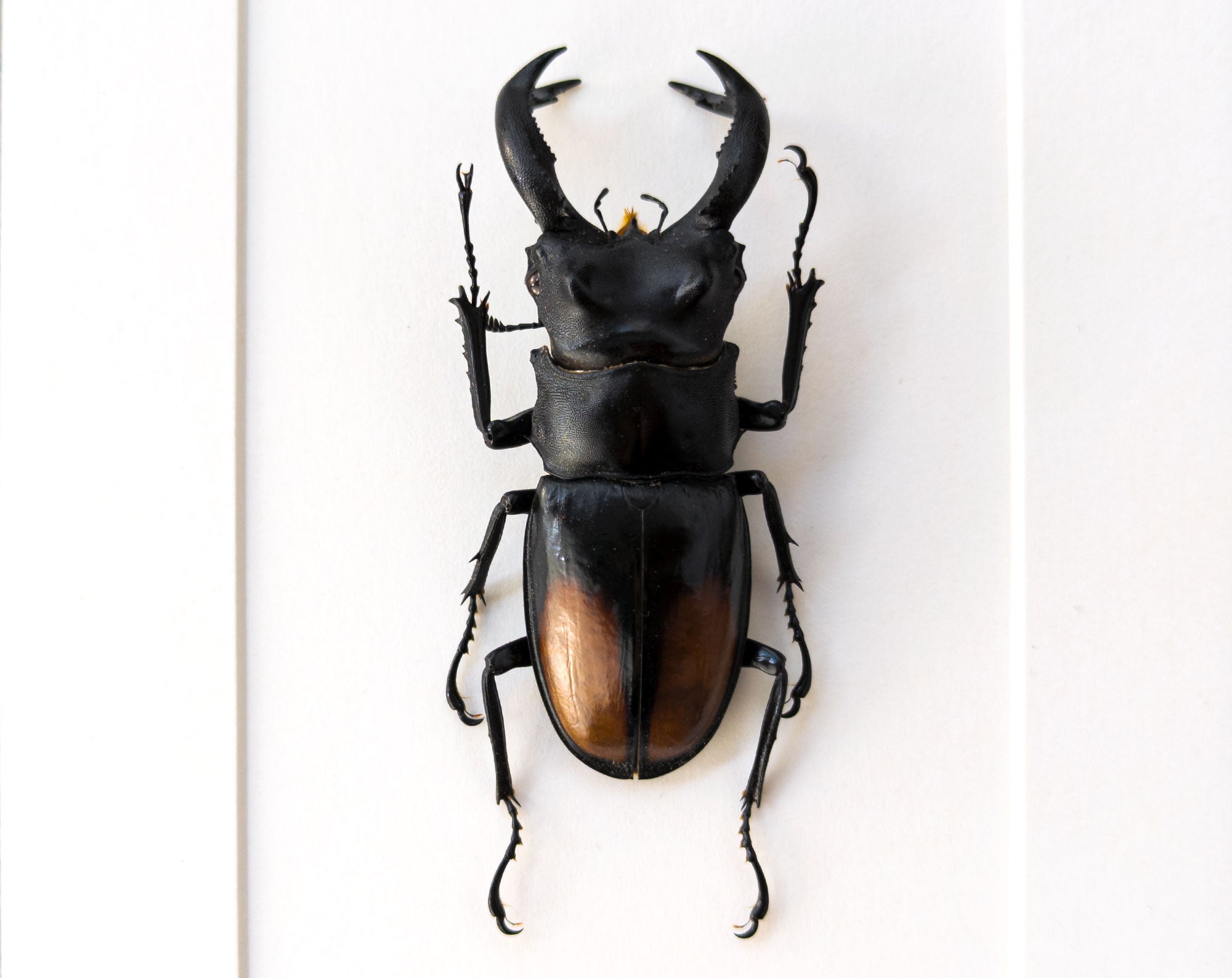Hexarthrius parryi ♂  Käfer InsectArt