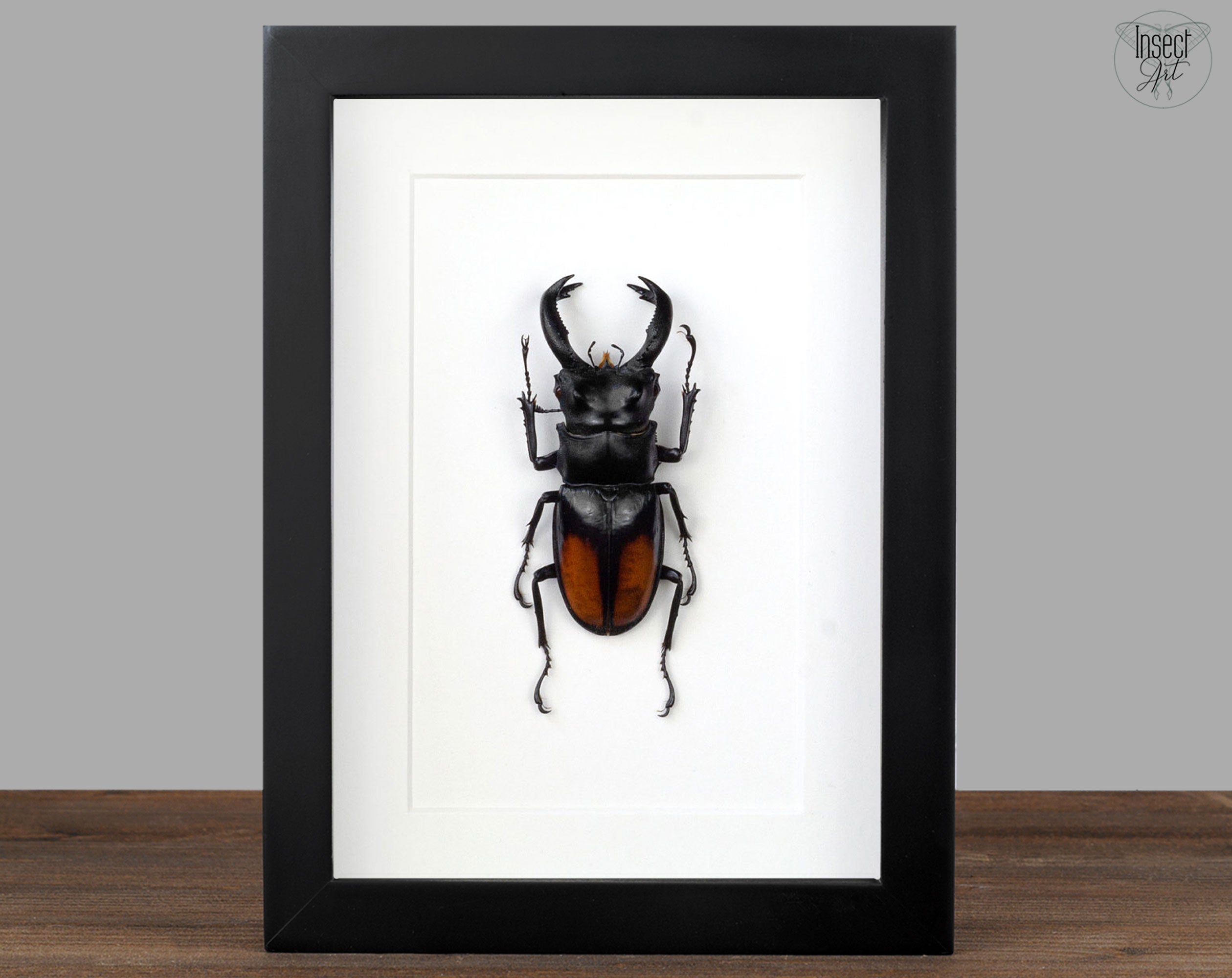 Hexarthrius parryi ♂  Käfer InsectArt