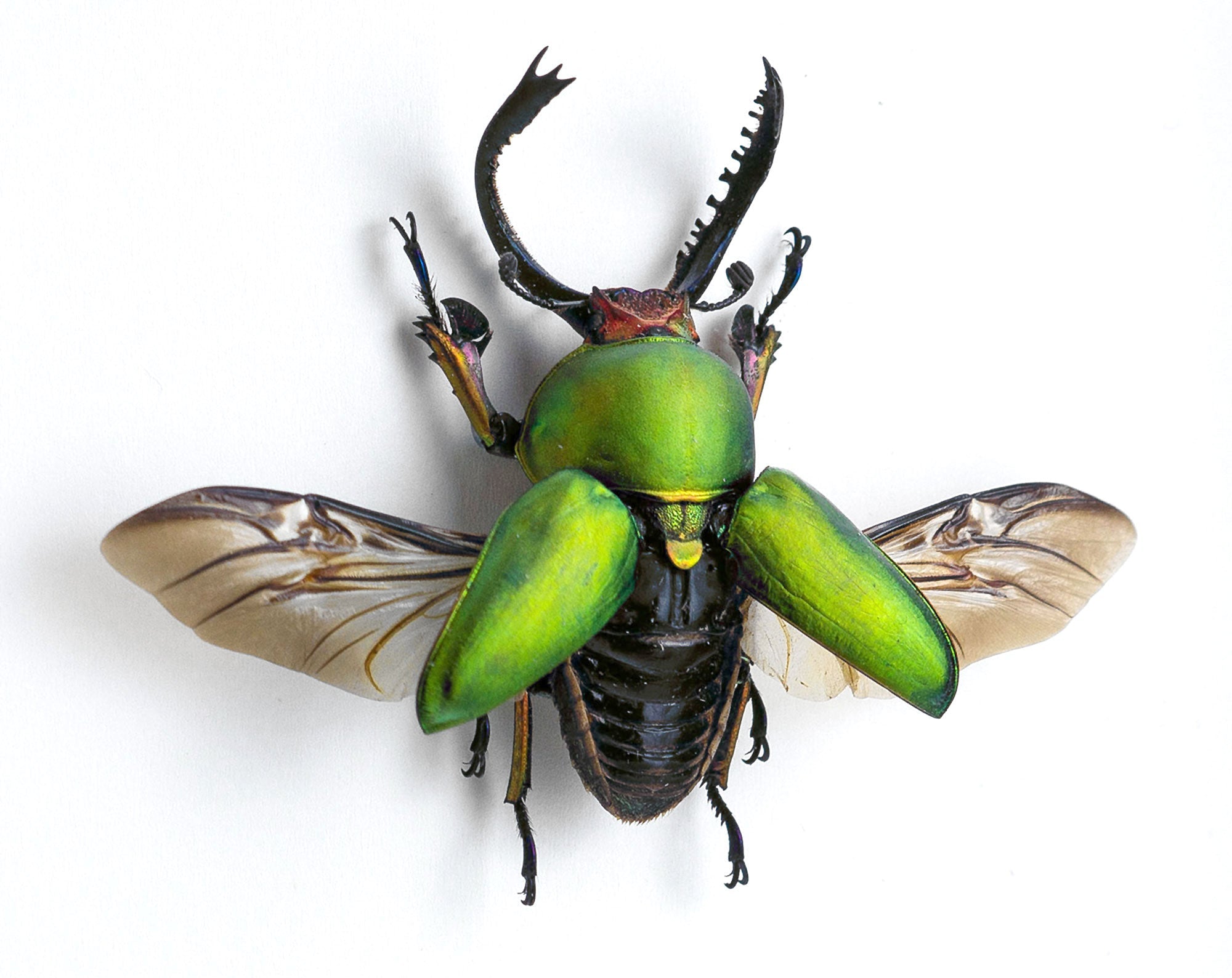 Lamprima adolphinae ♂  Käfer InsectArt