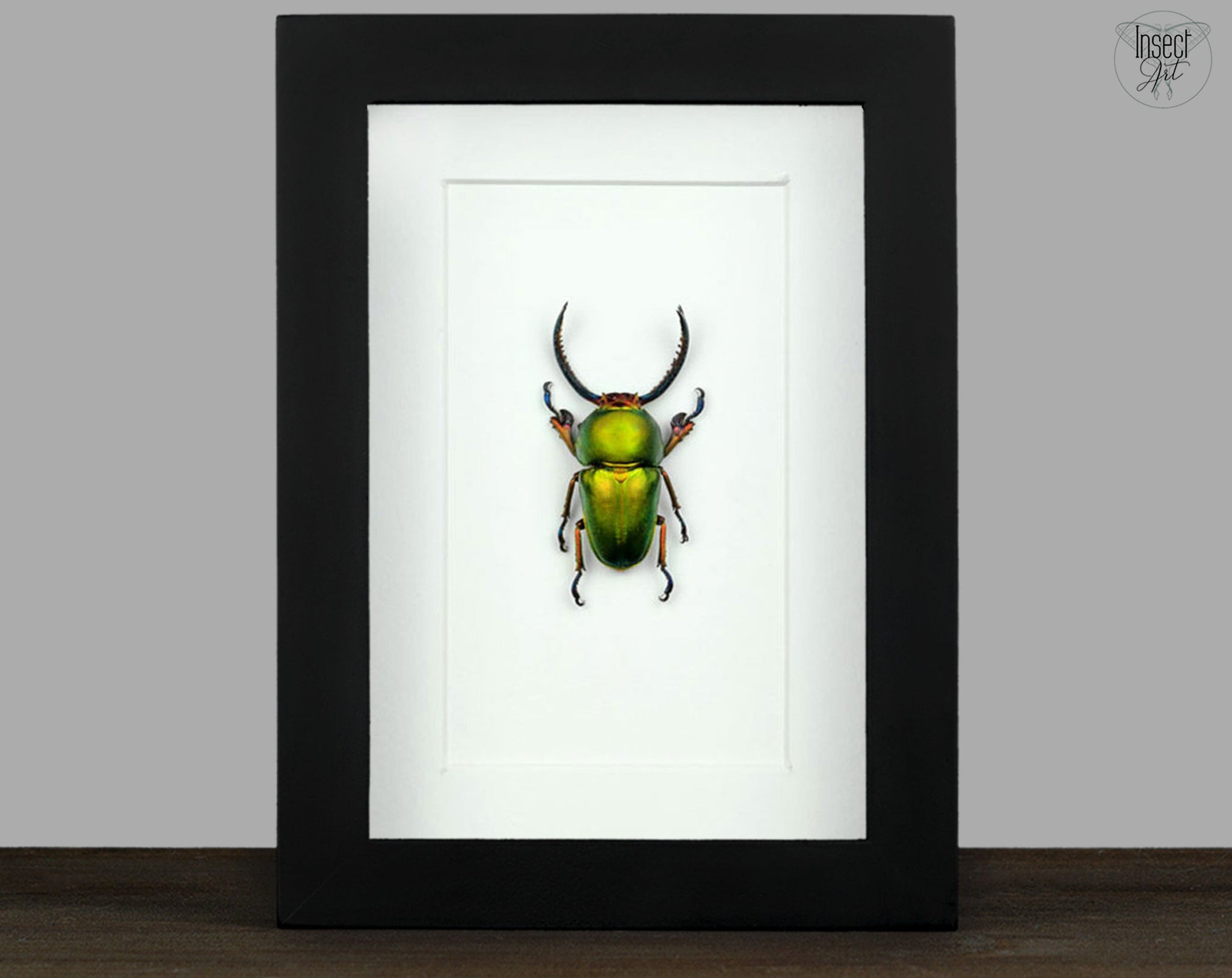 Lamprima adolphinae ♂  Käfer InsectArt