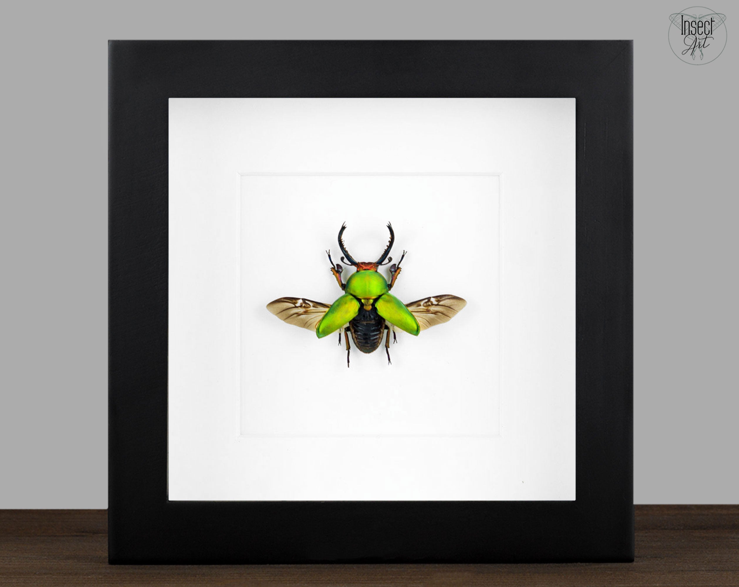 Lamprima adolphinae ♂  Käfer InsectArt