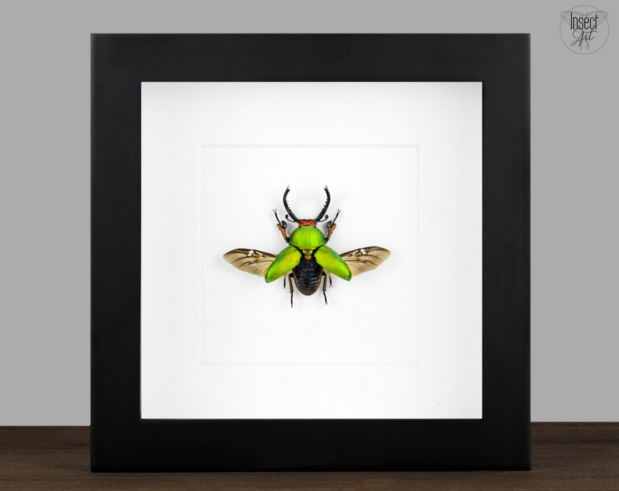 Lamprima adolphinae ♂  Käfer InsectArt