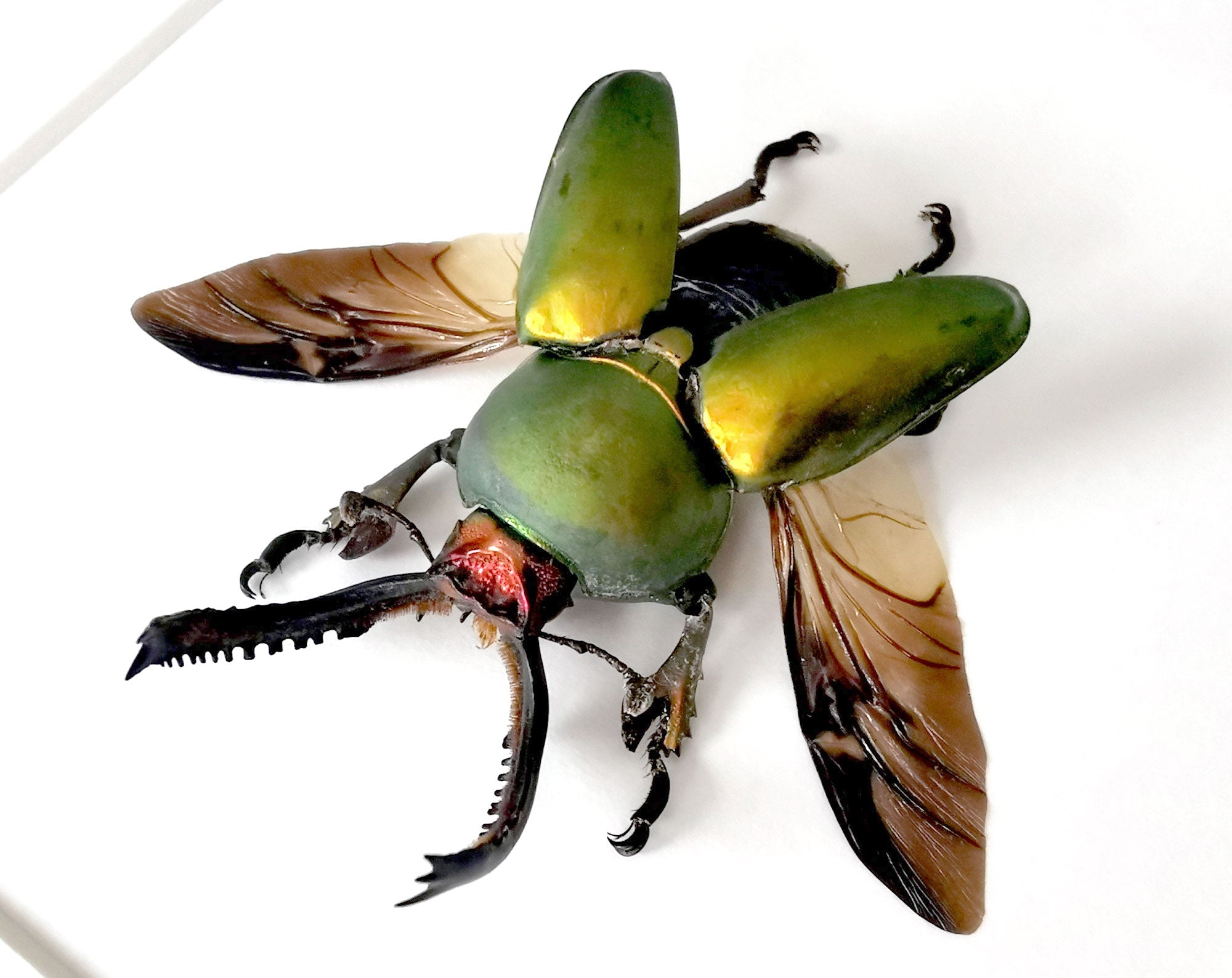 Lamprima adolphinae ♂  Käfer InsectArt