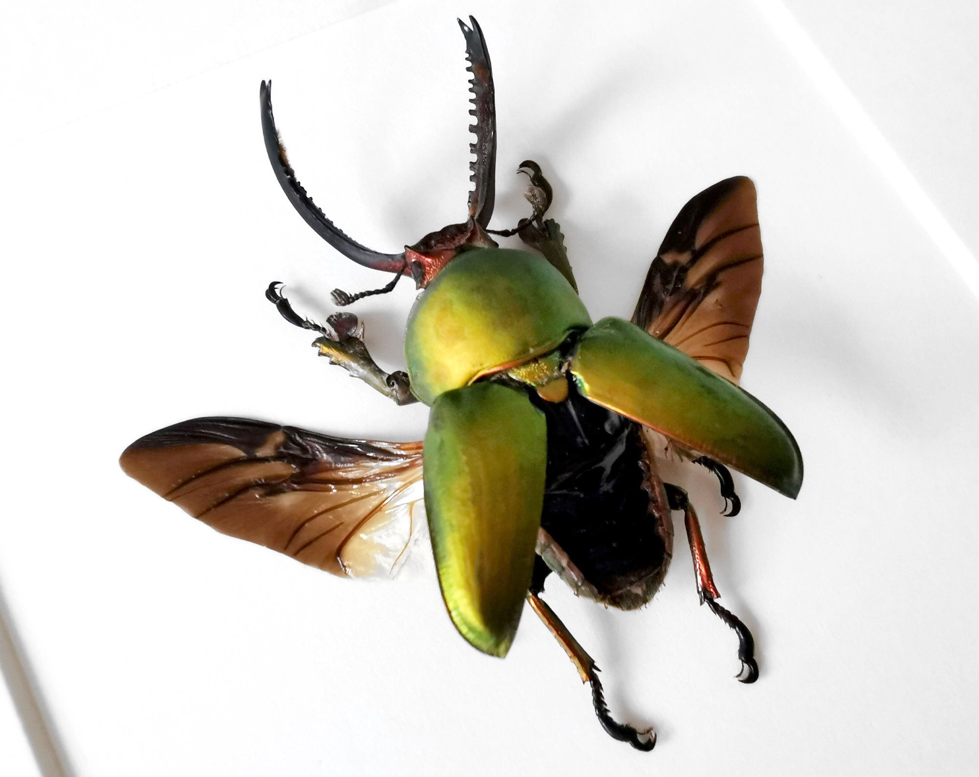 Lamprima adolphinae ♂  Käfer InsectArt
