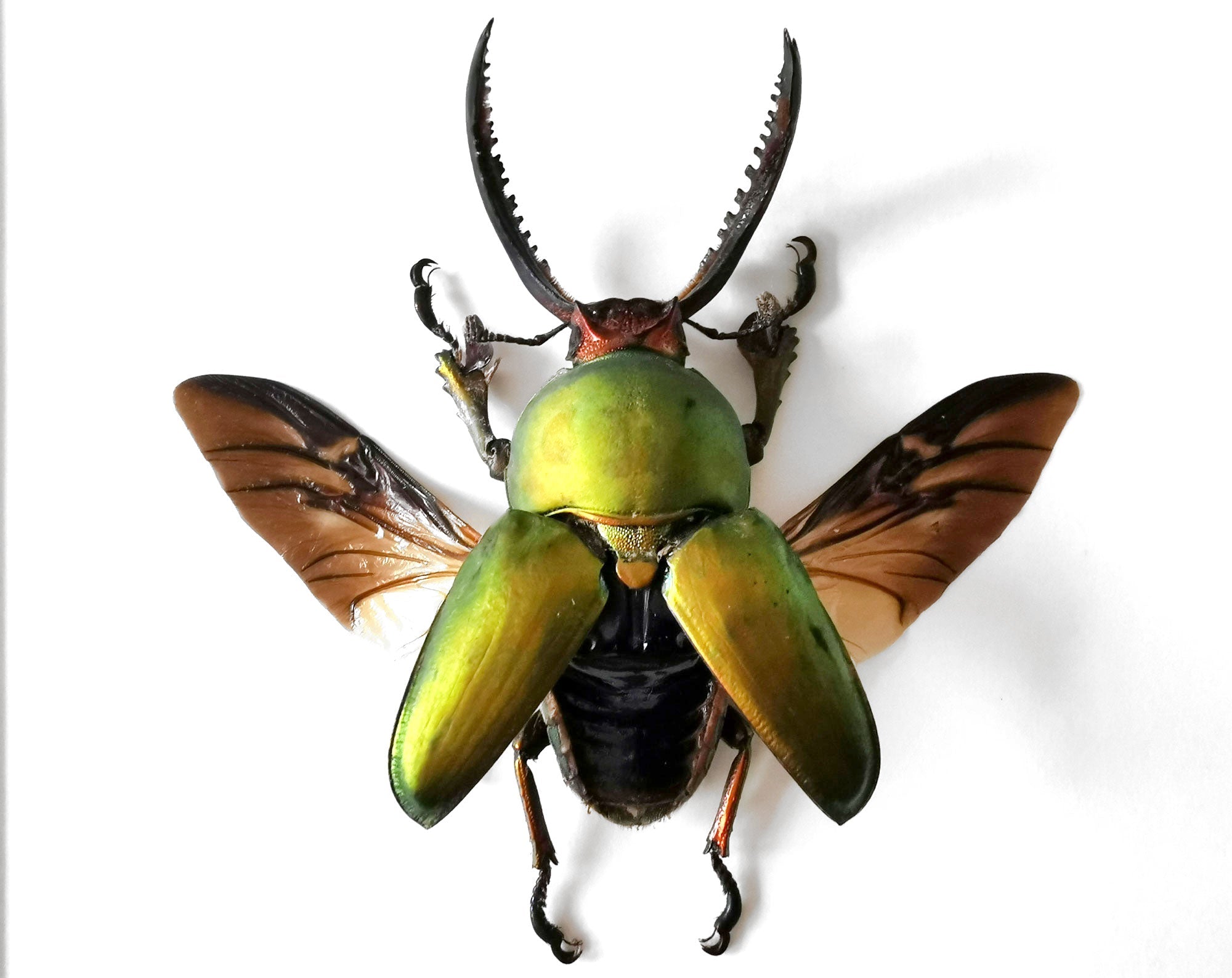 Lamprima adolphinae ♂  Käfer InsectArt