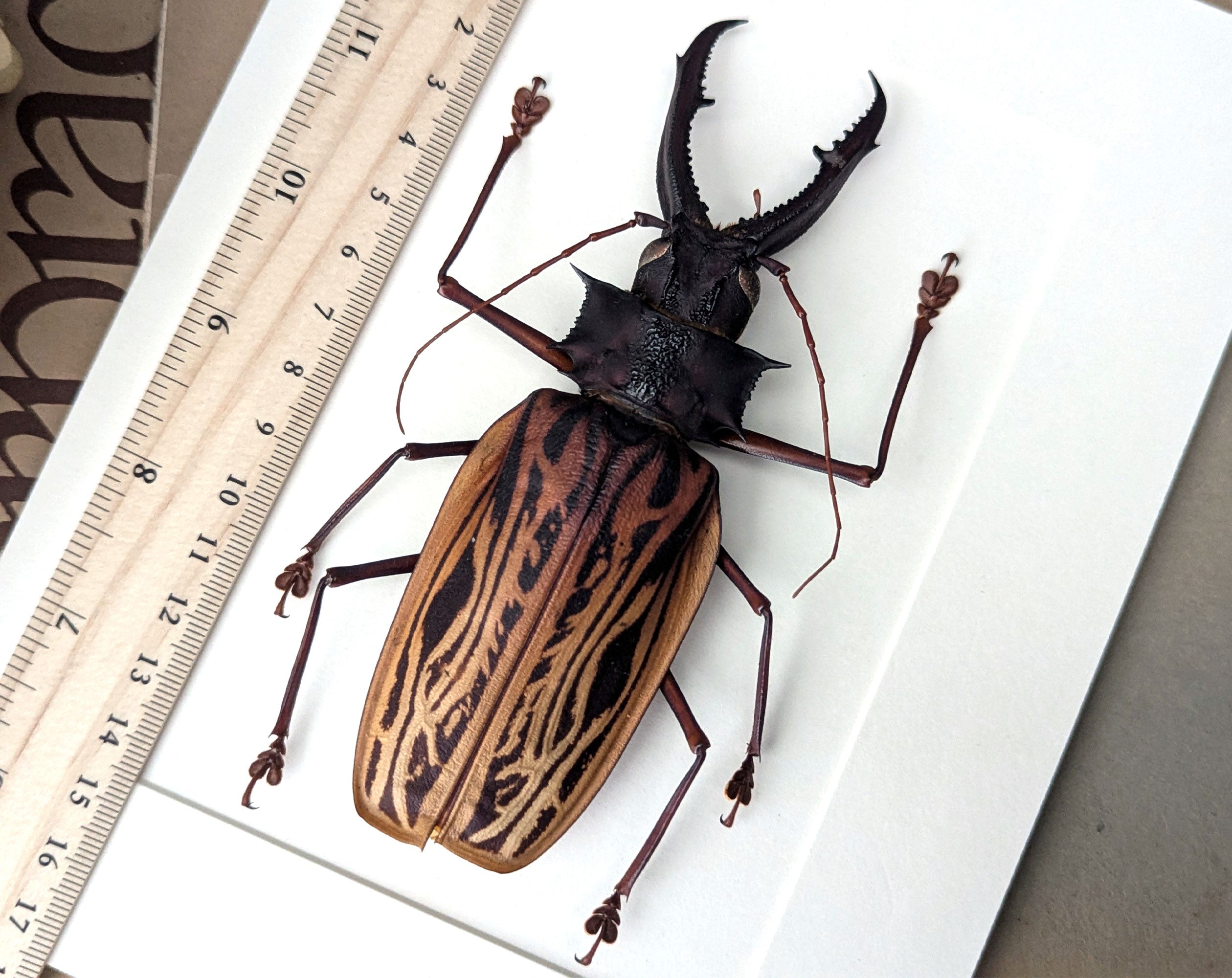 Macrodontia cervicornis ♂  Käfer im Rahmen InsectArt
