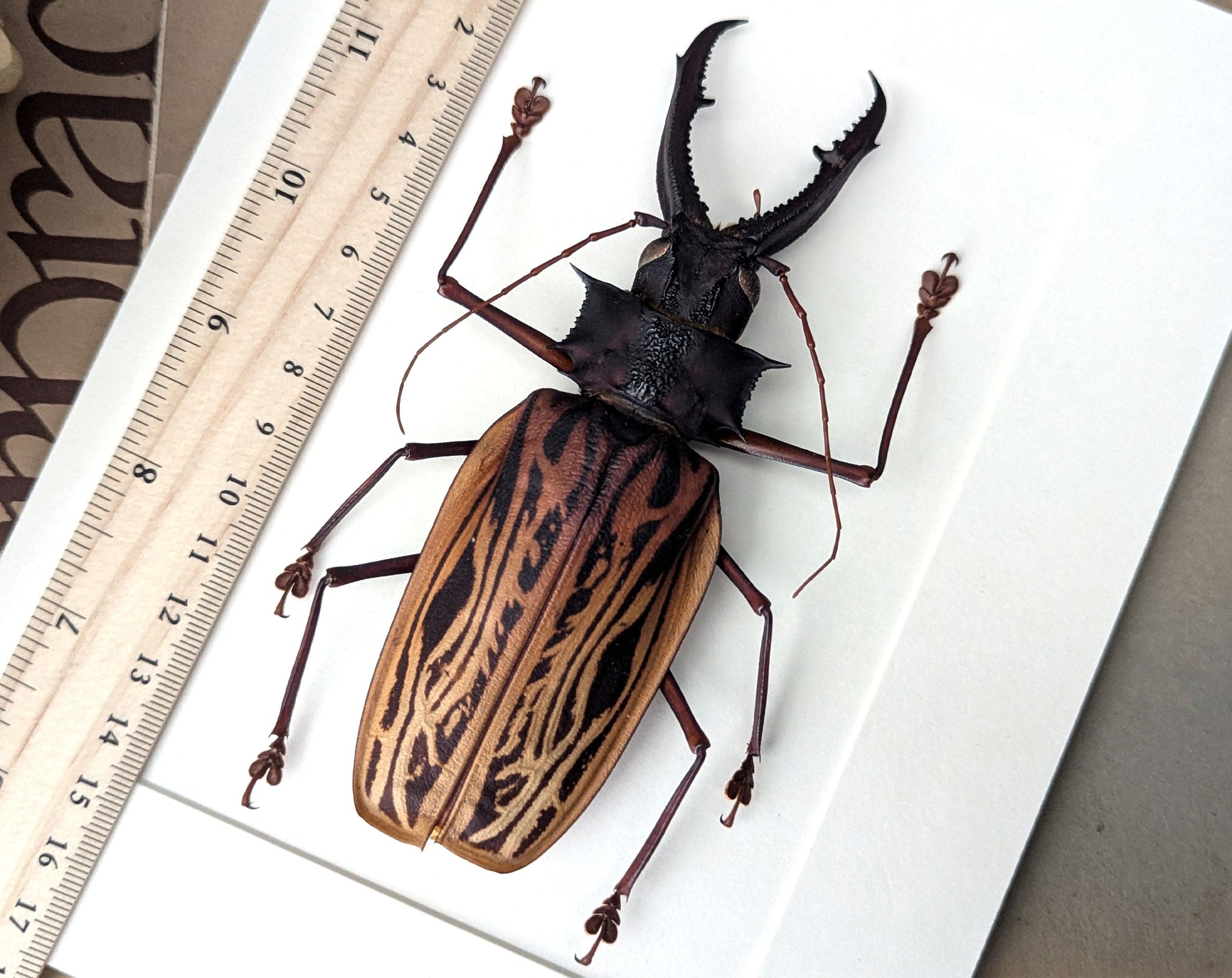 Macrodontia cervicornis ♂  Käfer im Rahmen InsectArt