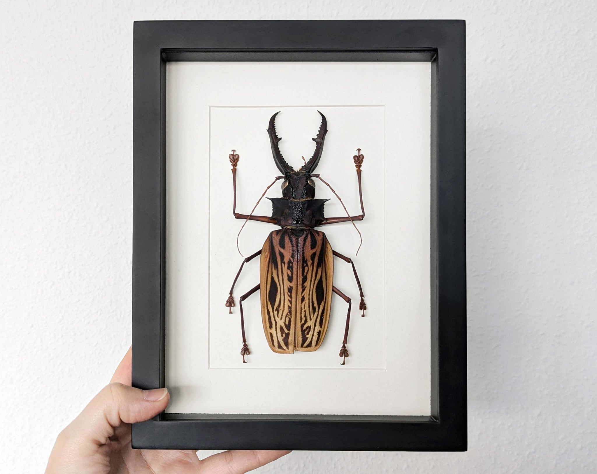 Macrodontia cervicornis ♂  Käfer im Rahmen InsectArt