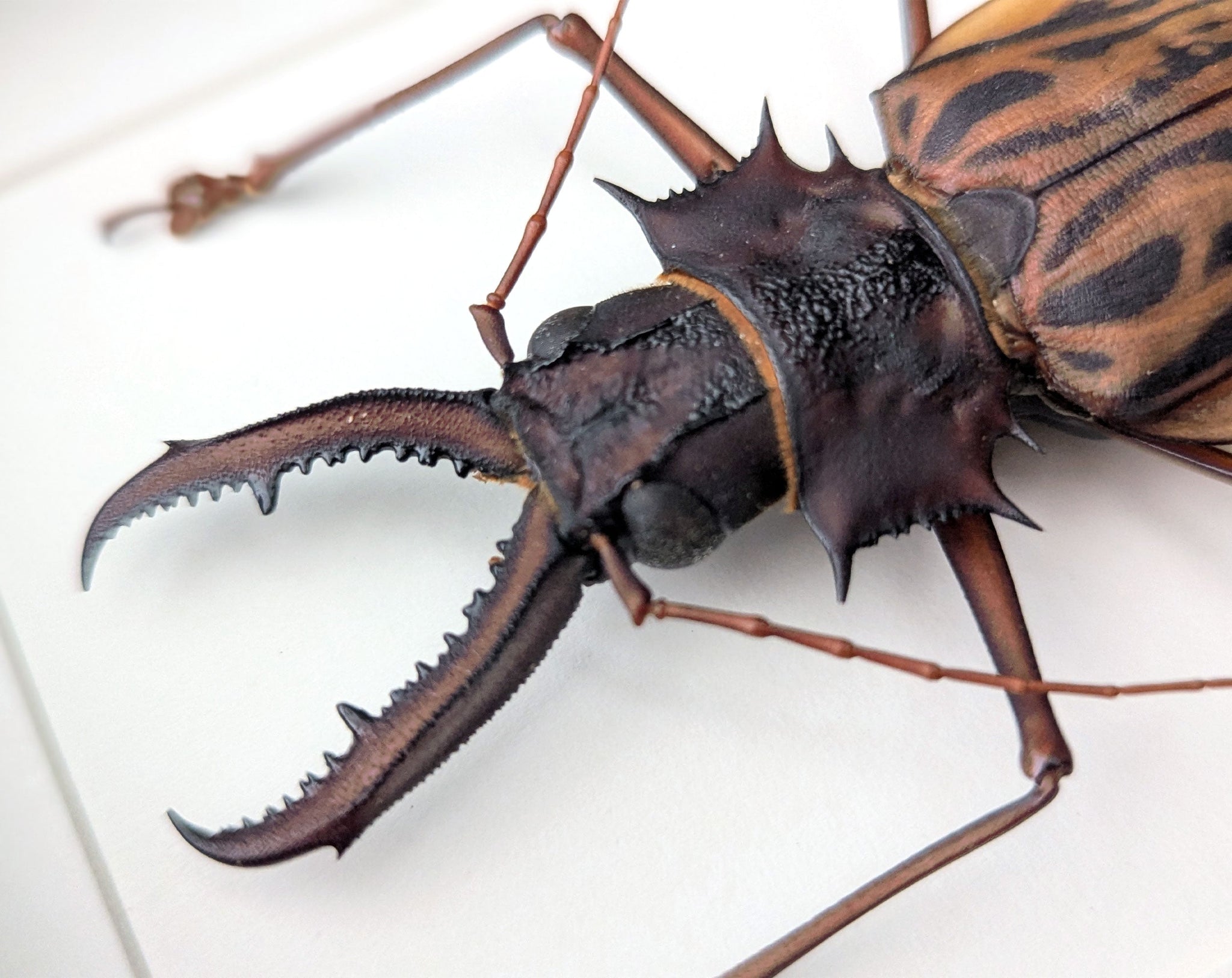 Macrodontia cervicornis ♂  Käfer im Rahmen InsectArt