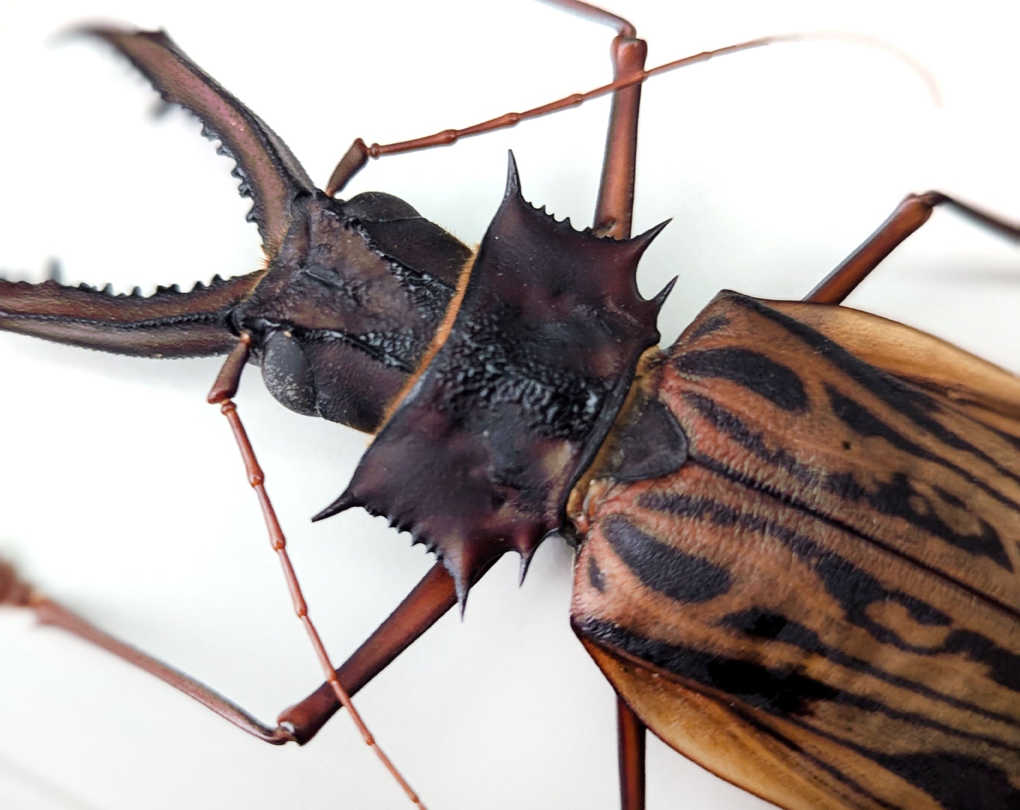 Macrodontia cervicornis ♂  Käfer im Rahmen InsectArt