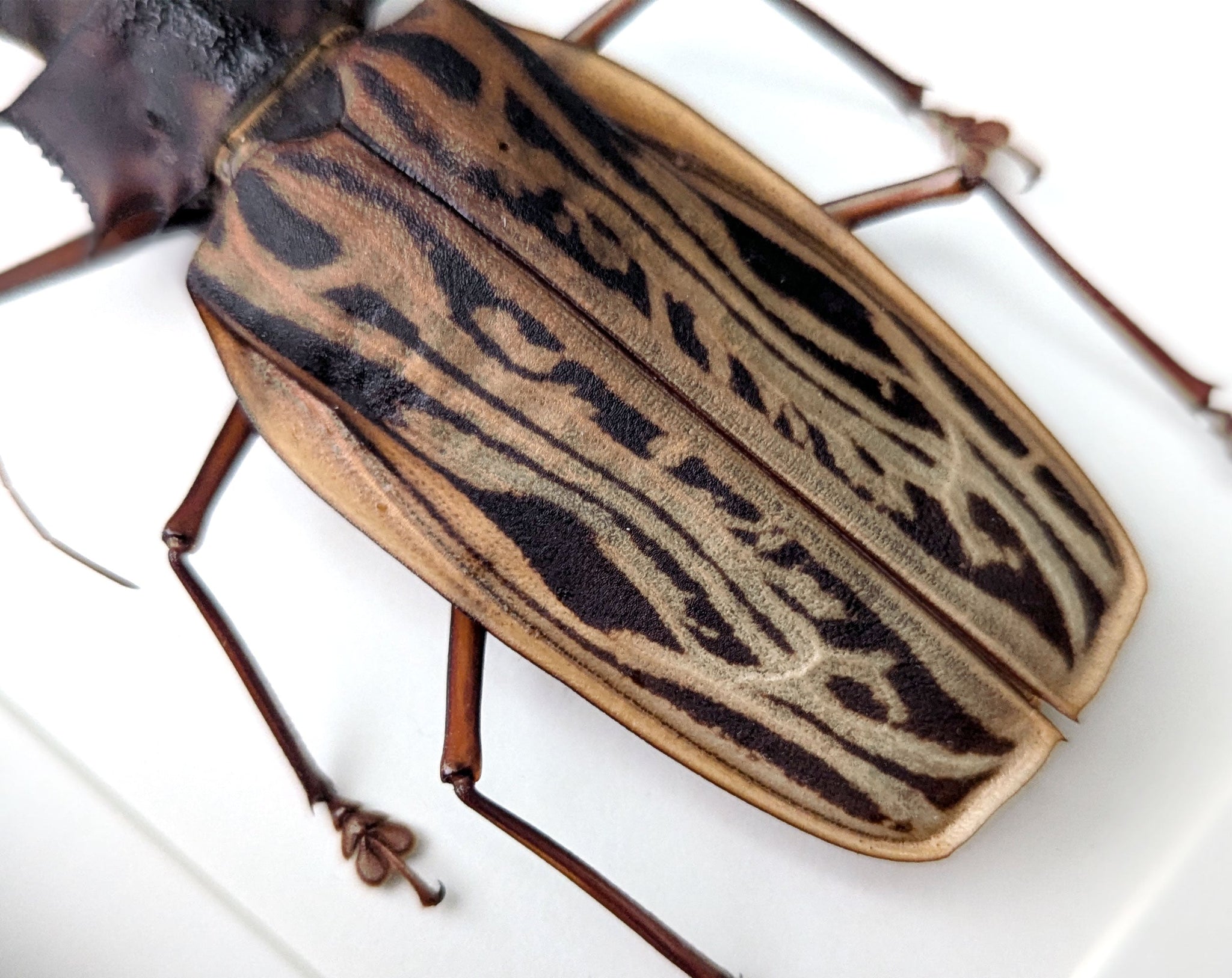 Macrodontia cervicornis ♂  Käfer im Rahmen InsectArt