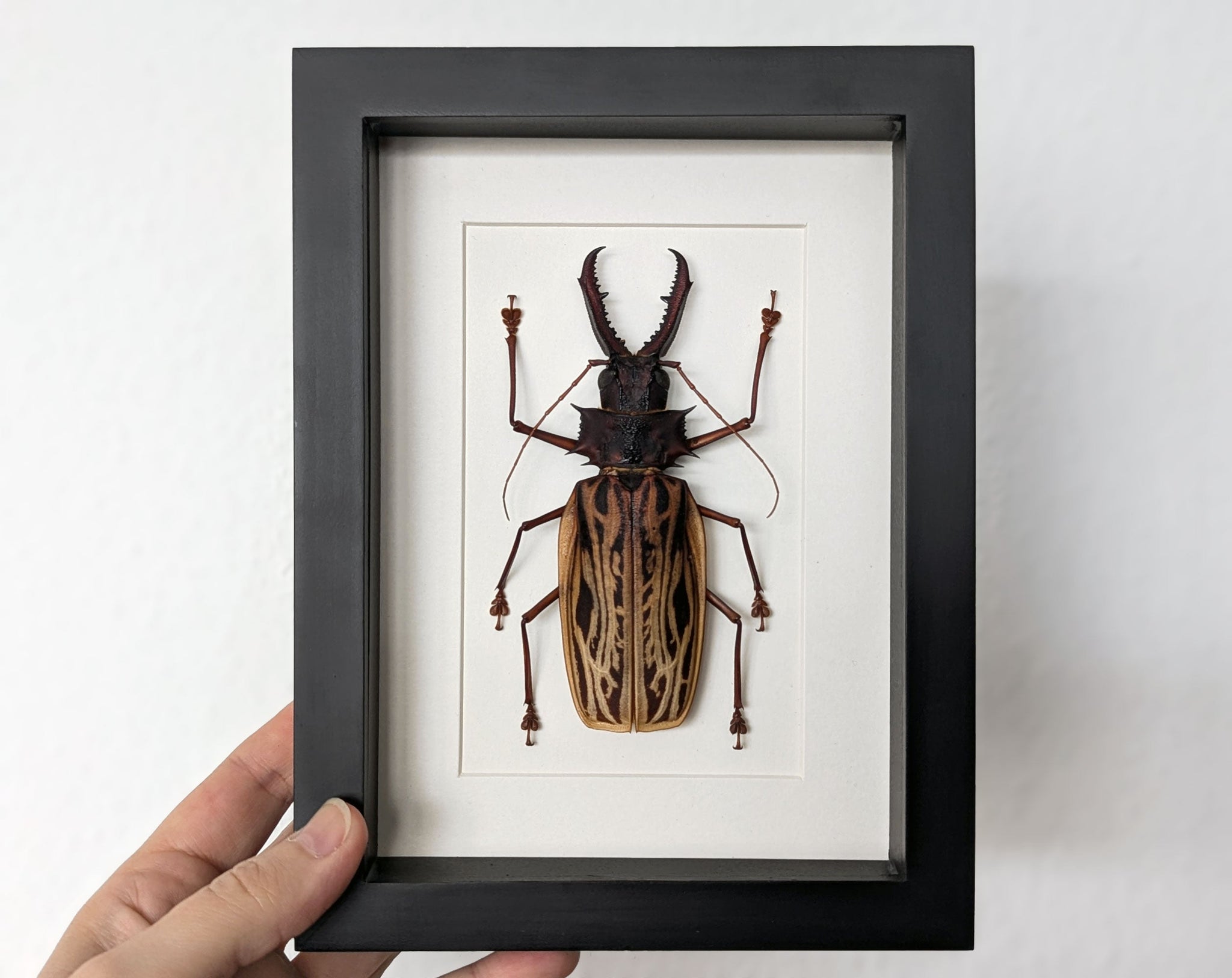 Macrodontia cervicornis ♂  Käfer im Rahmen InsectArt