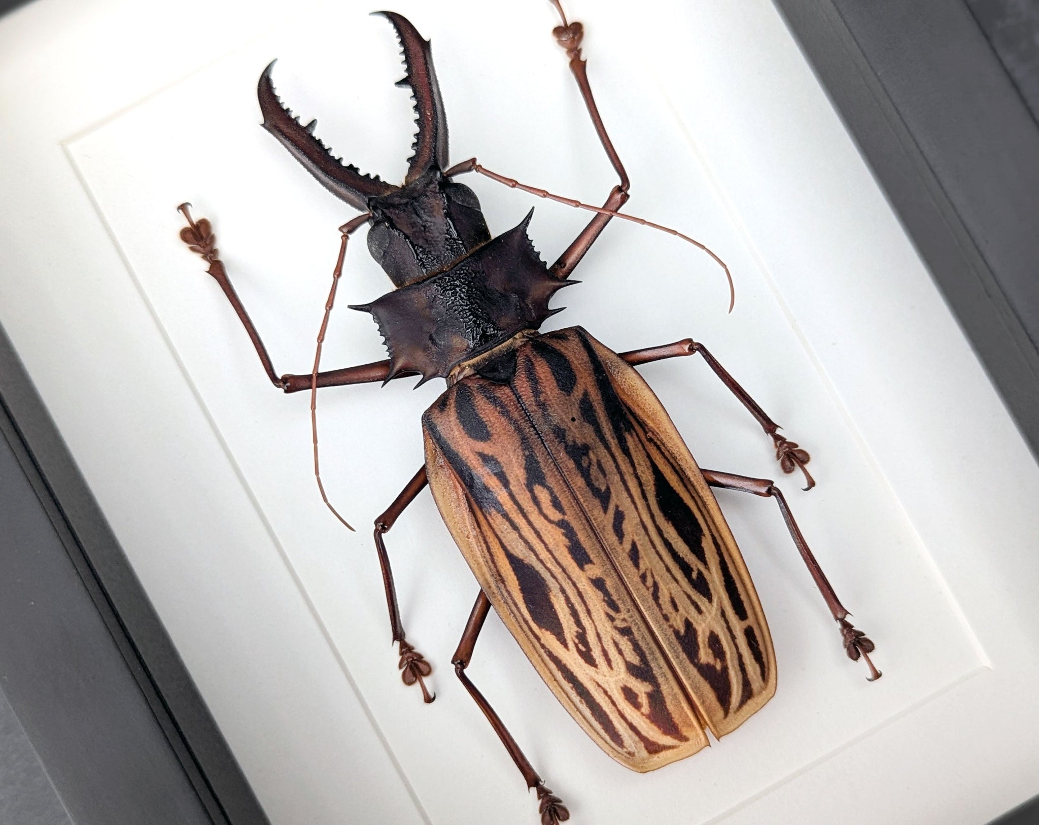 Macrodontia cervicornis ♂  Käfer im Rahmen InsectArt