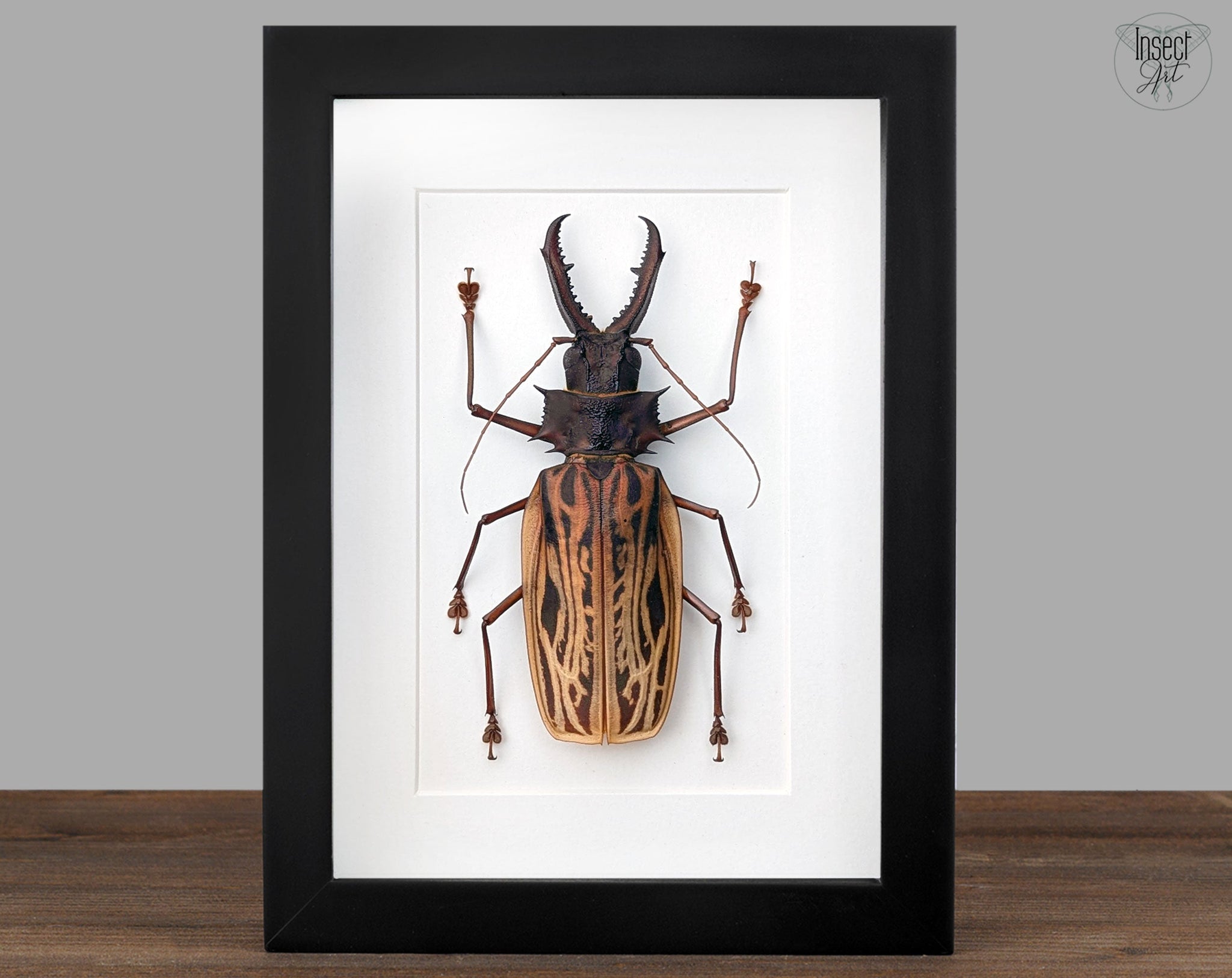 Macrodontia cervicornis ♂  Käfer im Rahmen InsectArt