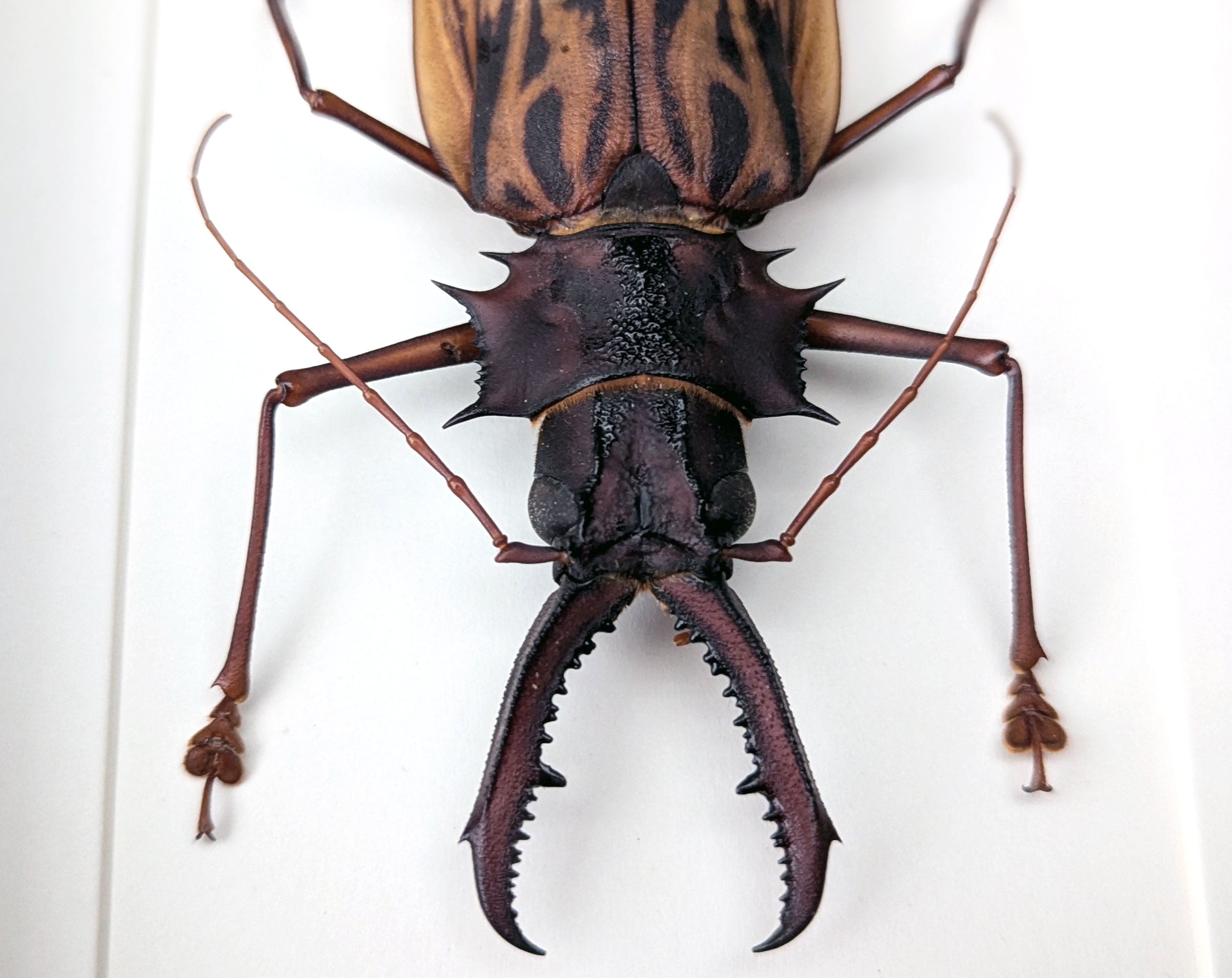Macrodontia cervicornis ♂  Käfer im Rahmen InsectArt