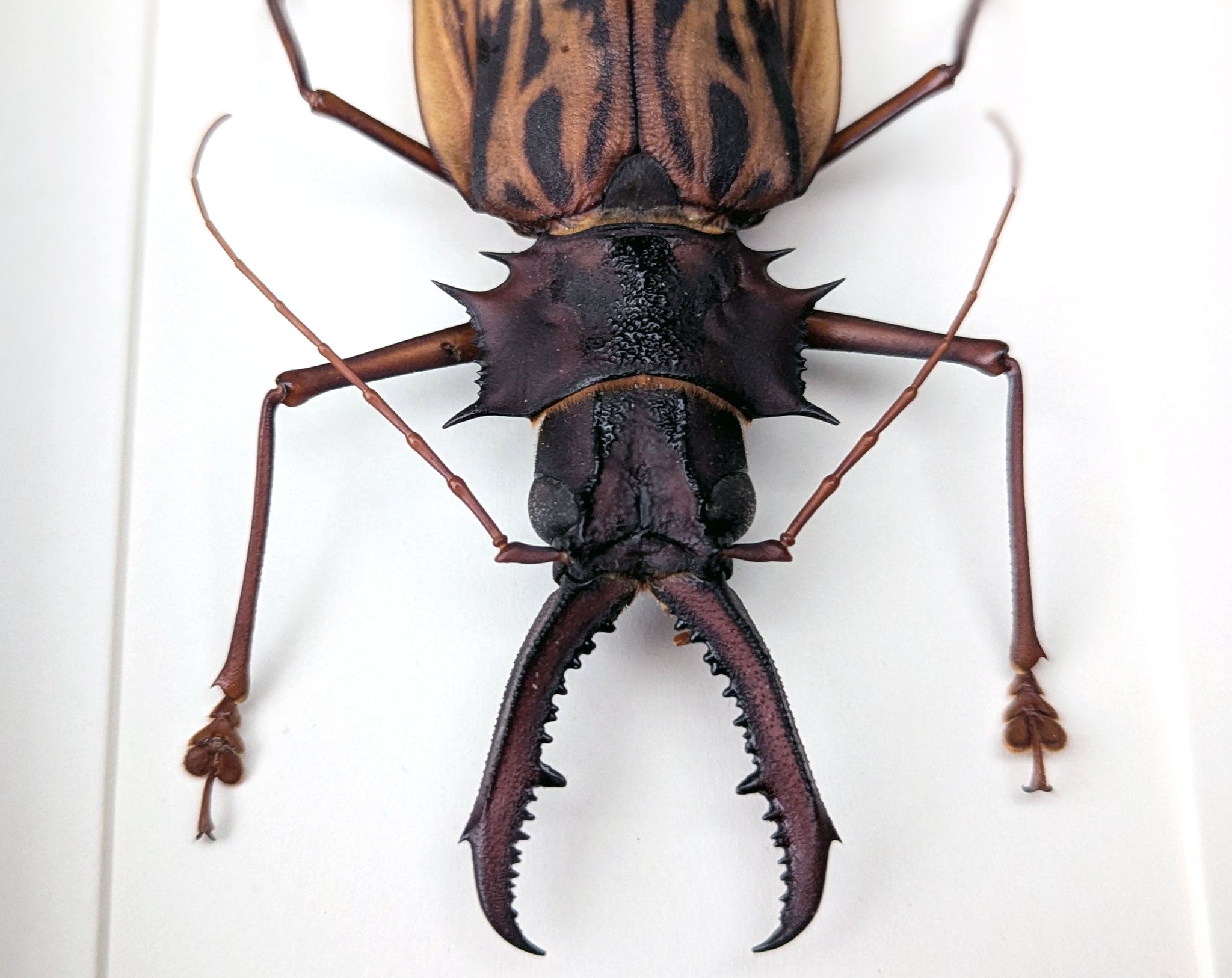 Macrodontia cervicornis ♂  Käfer im Rahmen InsectArt