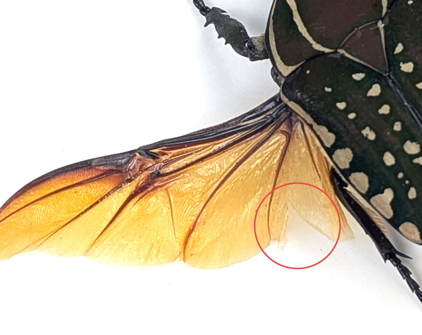 Mecynorrhina polyphemus ♂