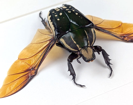 Mecynorrhina polyphemus ♀  Rosenkäfer im Rahmen InsectArt