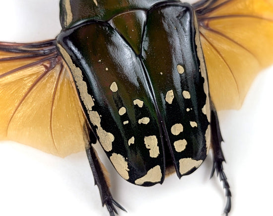 Mecynorrhina polyphemus ♀  Rosenkäfer im Rahmen InsectArt