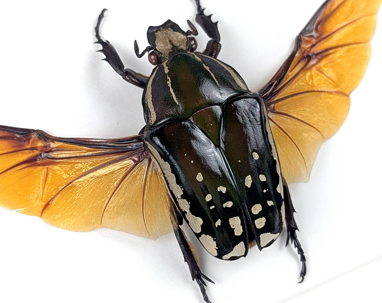 Mecynorrhina polyphemus ♀  Rosenkäfer im Rahmen InsectArt