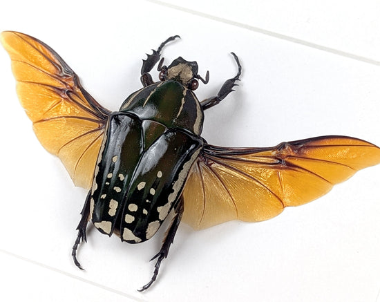 Mecynorrhina polyphemus ♀  Rosenkäfer im Rahmen InsectArt