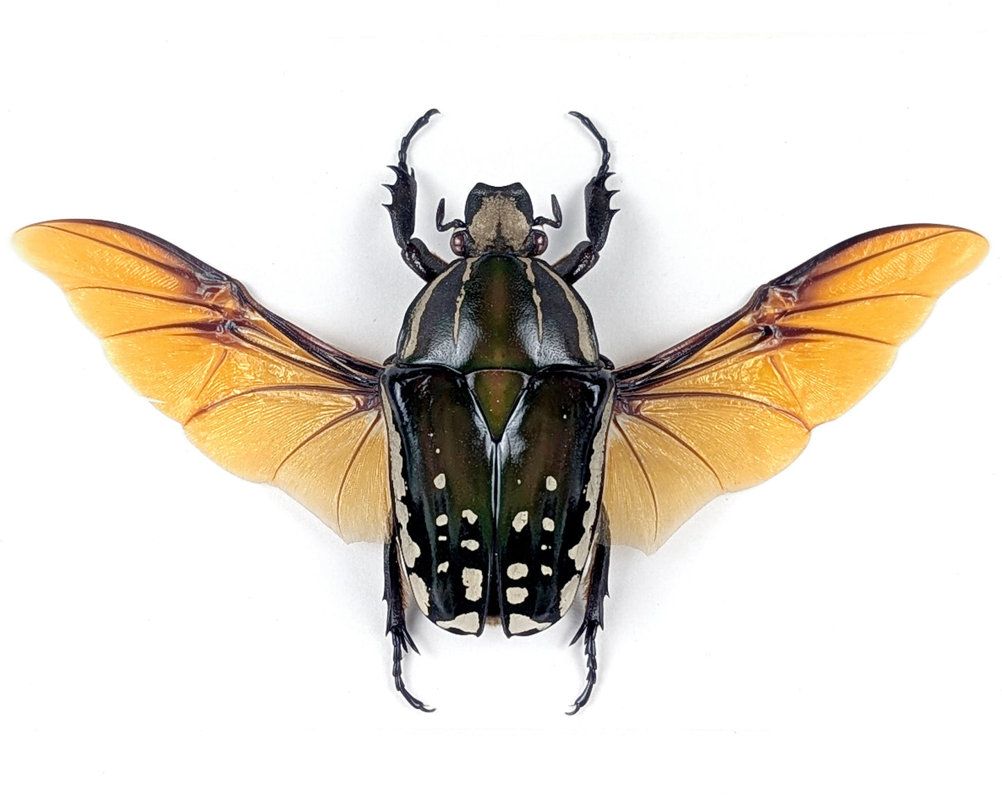 Mecynorrhina polyphemus ♀  Rosenkäfer im Rahmen InsectArt