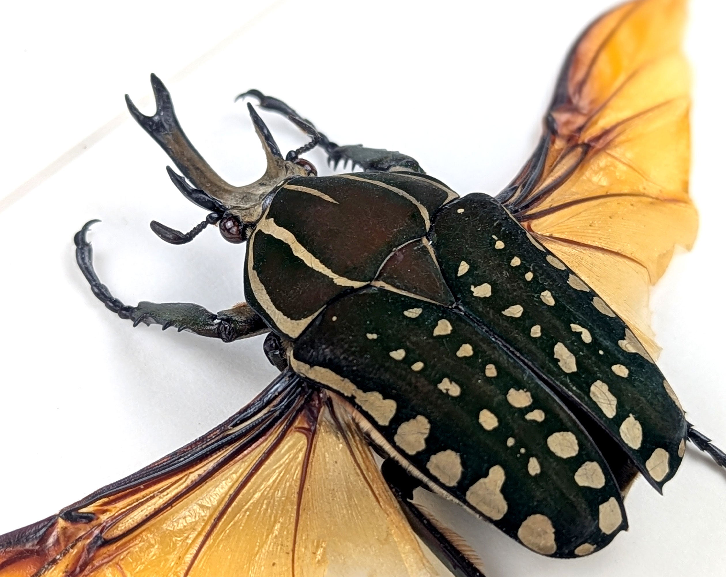 Mecynorrhina polyphemus ♂  Käfer im Rahmen InsectArt
