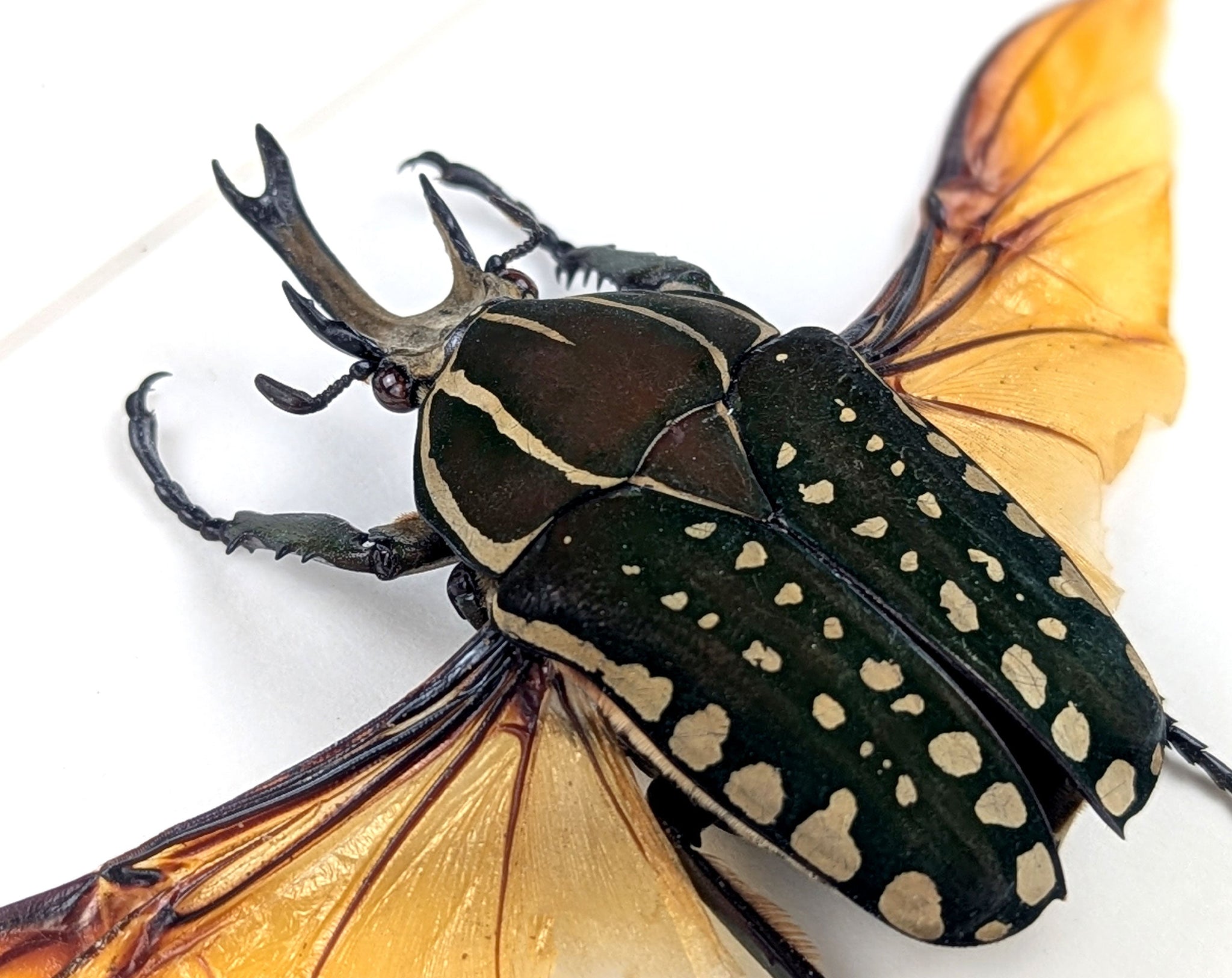 Mecynorrhina polyphemus ♂  Käfer im Rahmen InsectArt