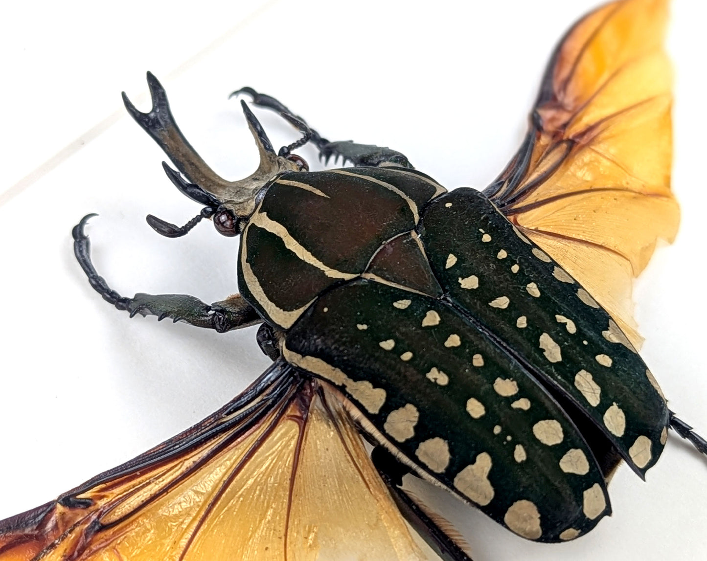 Mecynorrhina polyphemus ♂
