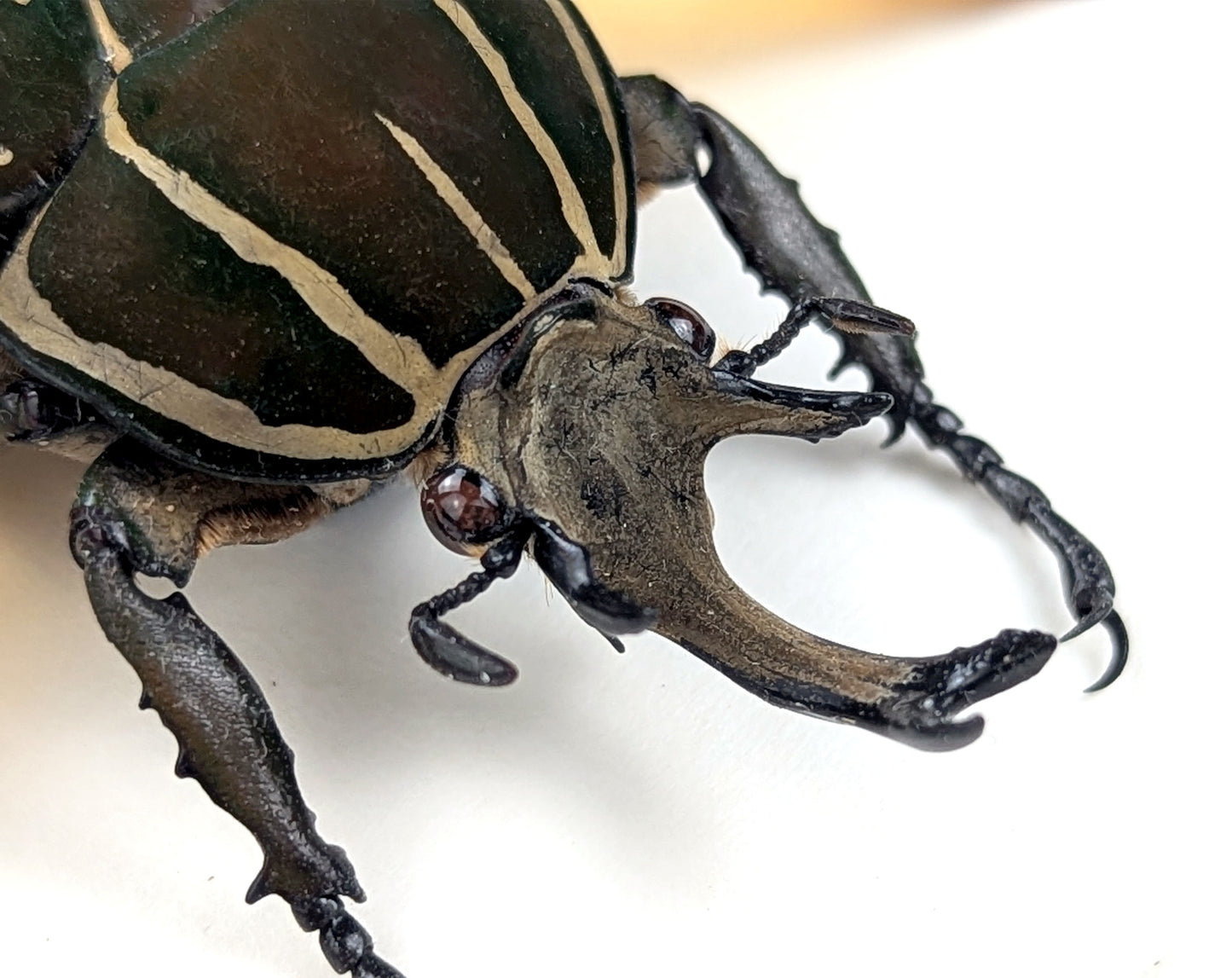 Mecynorrhina polyphemus ♂