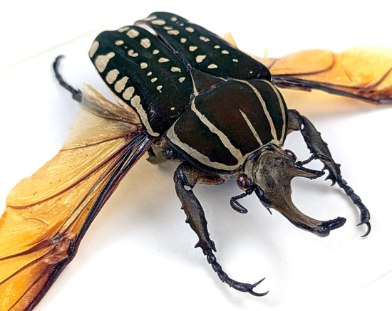 Mecynorrhina polyphemus ♂