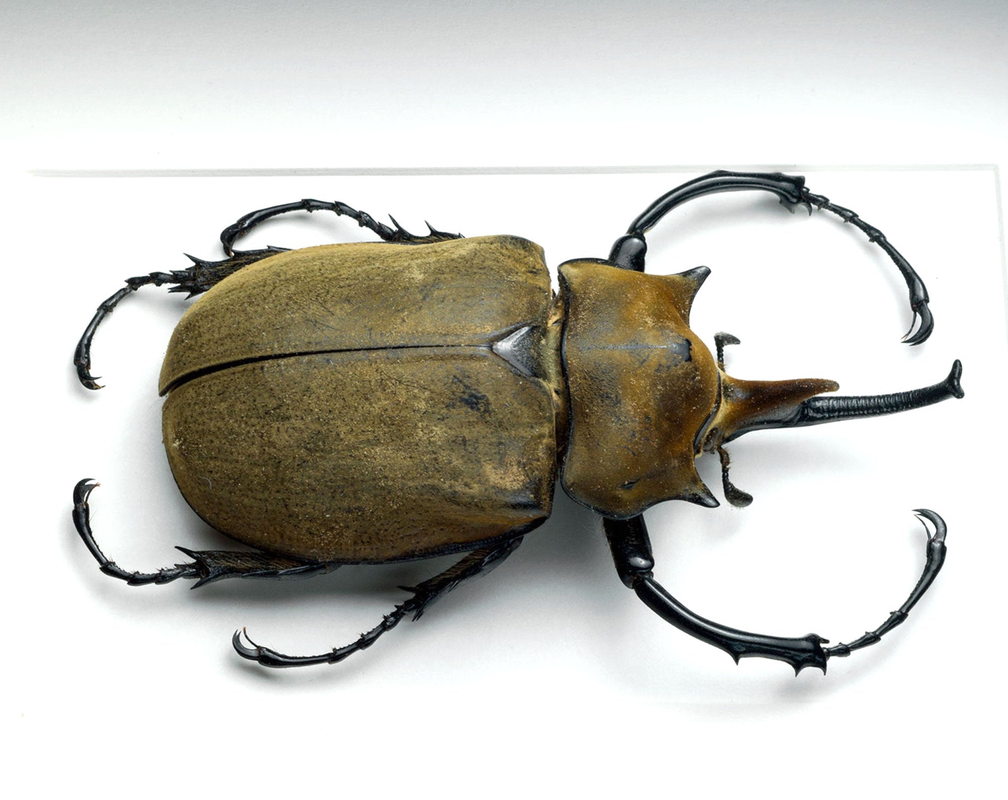 Megasoma elephas ♂  Käfer InsectArt