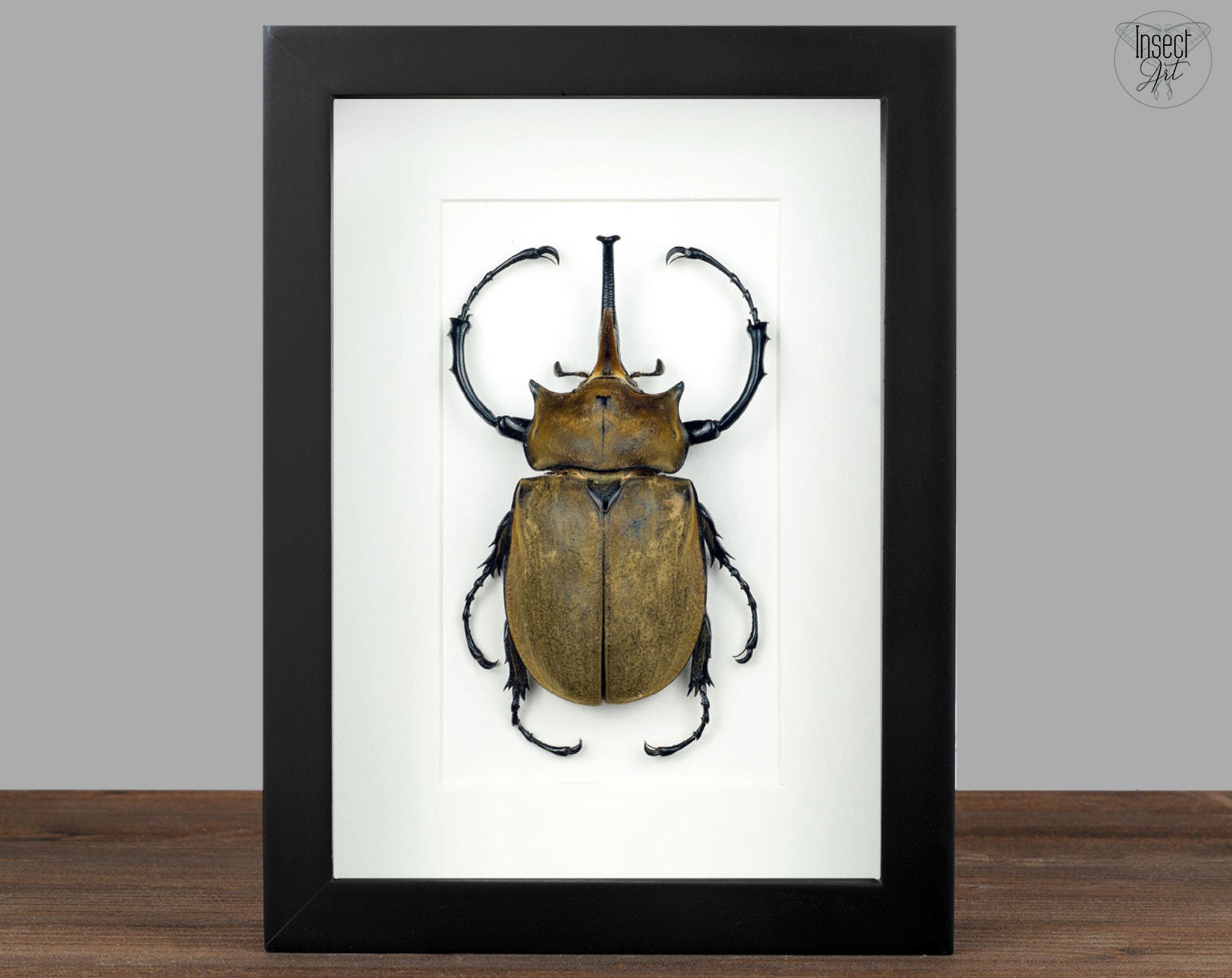 Megasoma elephas ♂  Käfer InsectArt