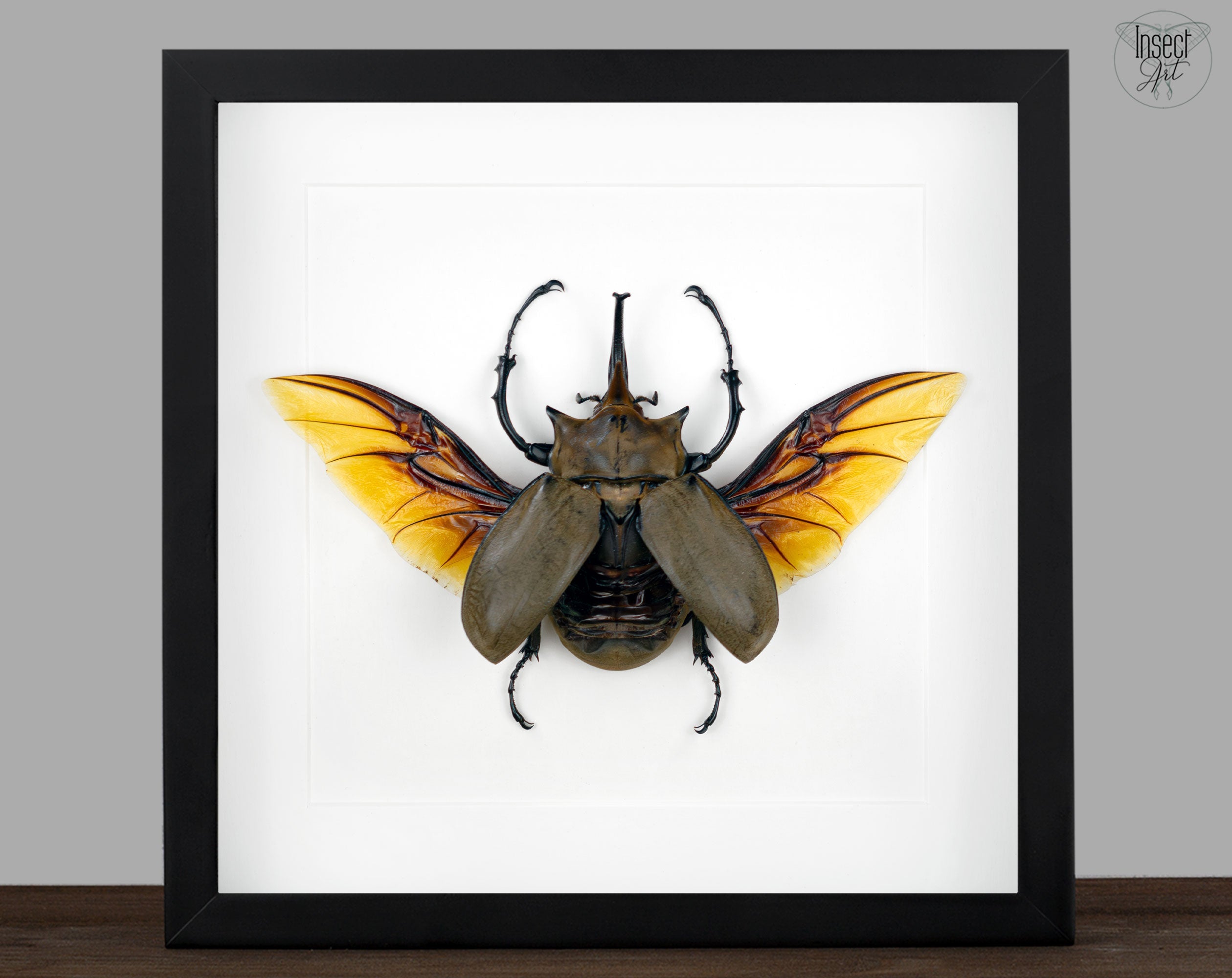 Megasoma elephas ♂  Käfer InsectArt