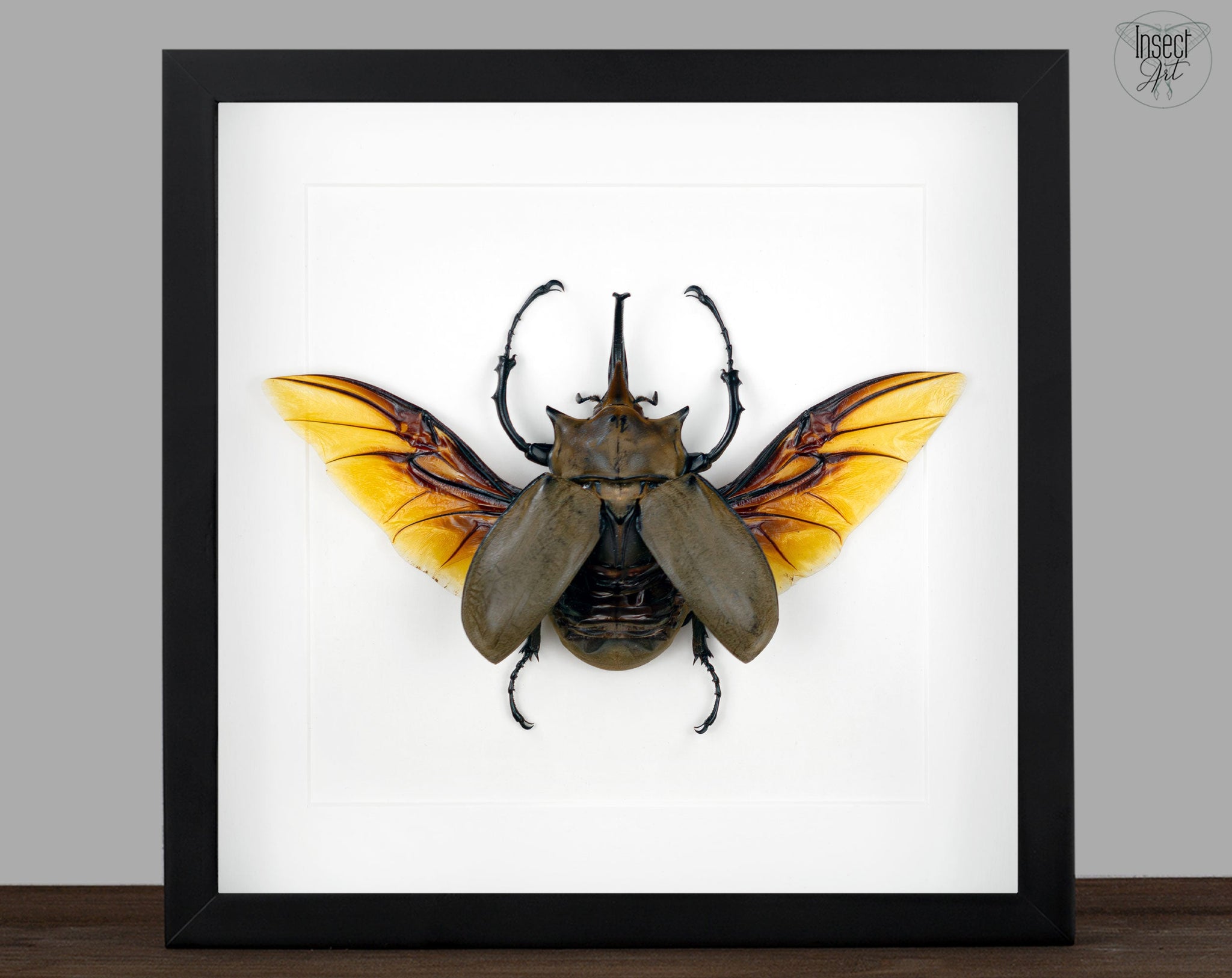 Megasoma elephas ♂  Käfer InsectArt