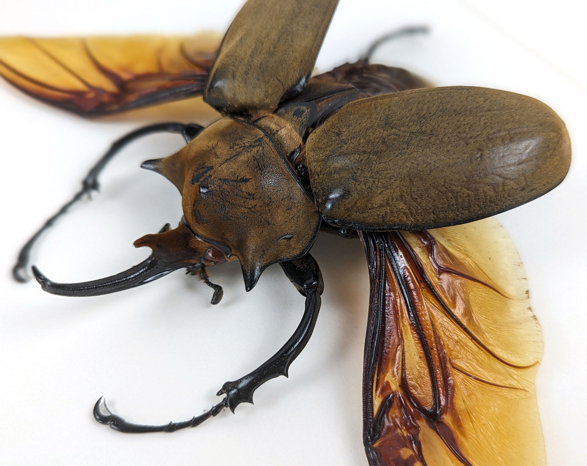 Megasoma elephas ♂  Käfer InsectArt