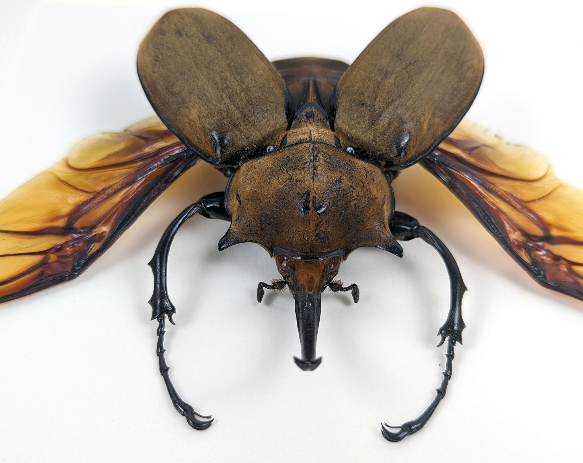 Megasoma elephas ♂  Käfer InsectArt