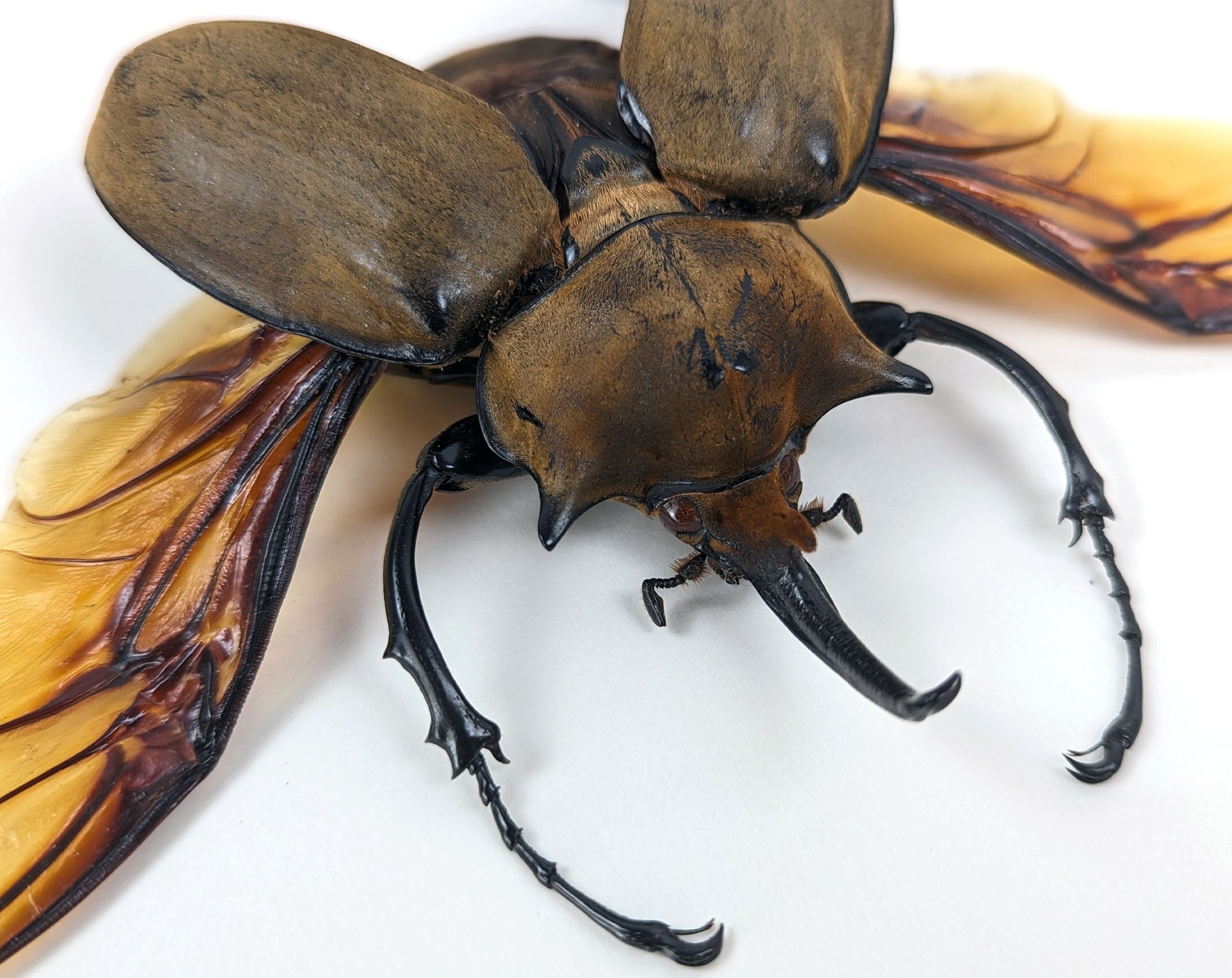 Megasoma elephas ♂  Käfer InsectArt