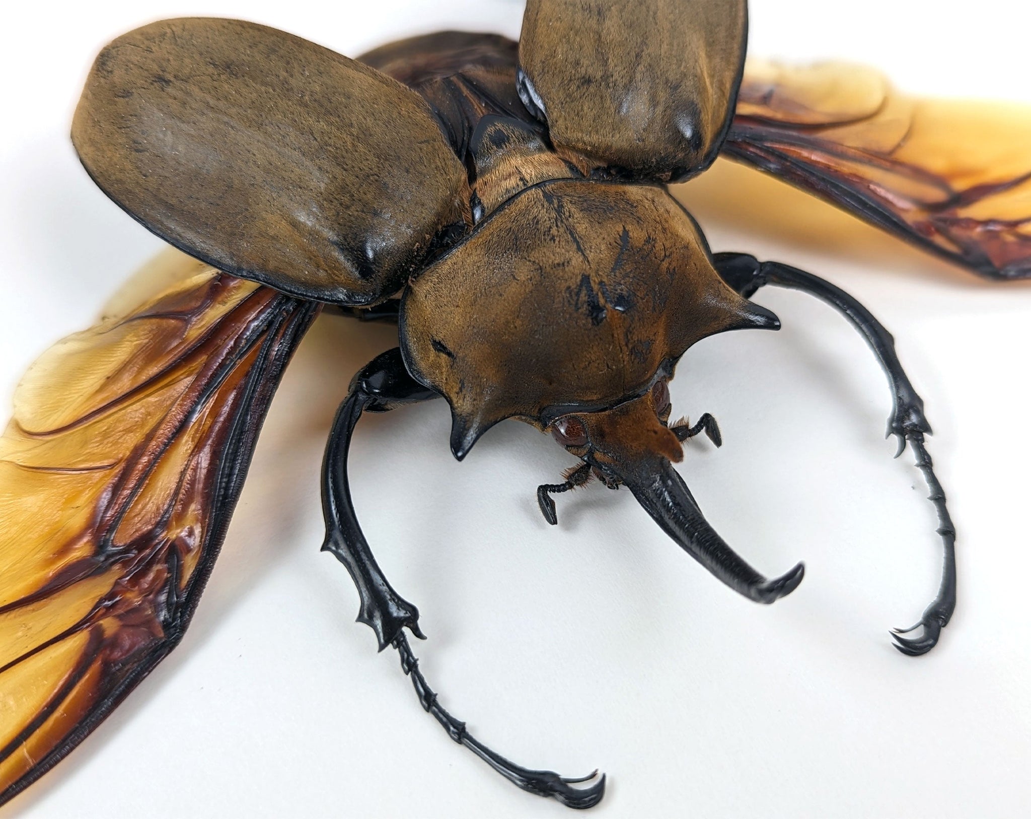 Megasoma elephas ♂  Käfer InsectArt