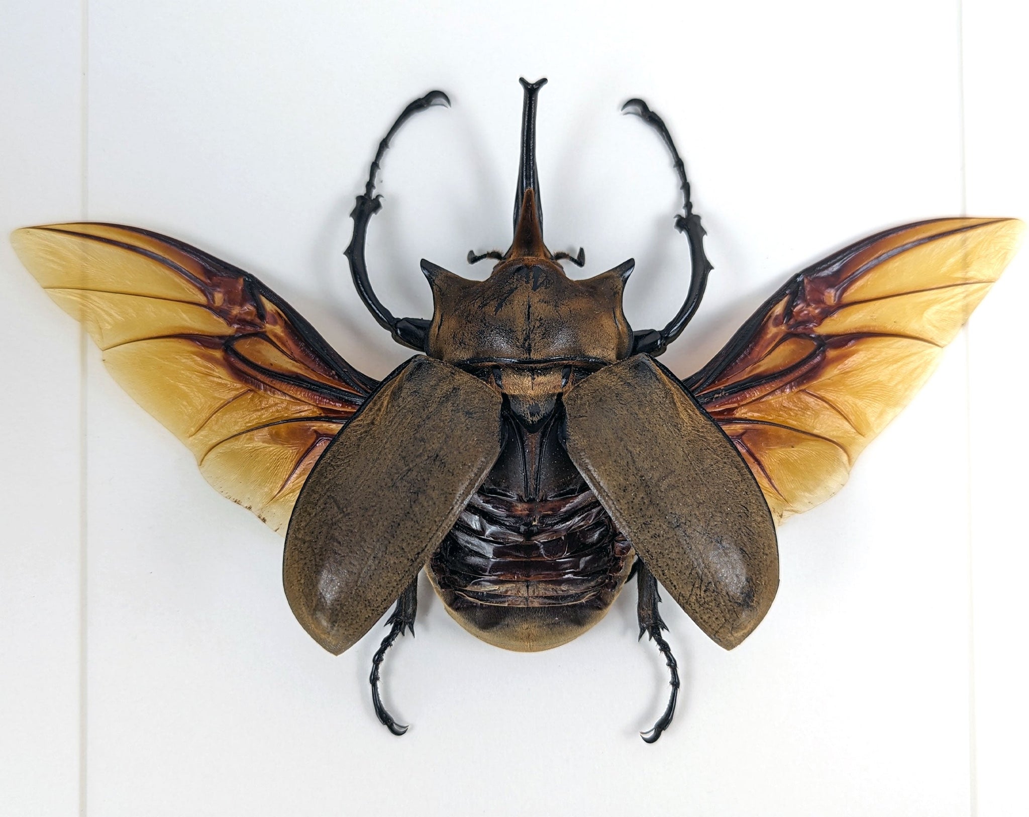 Megasoma elephas ♂  Käfer InsectArt
