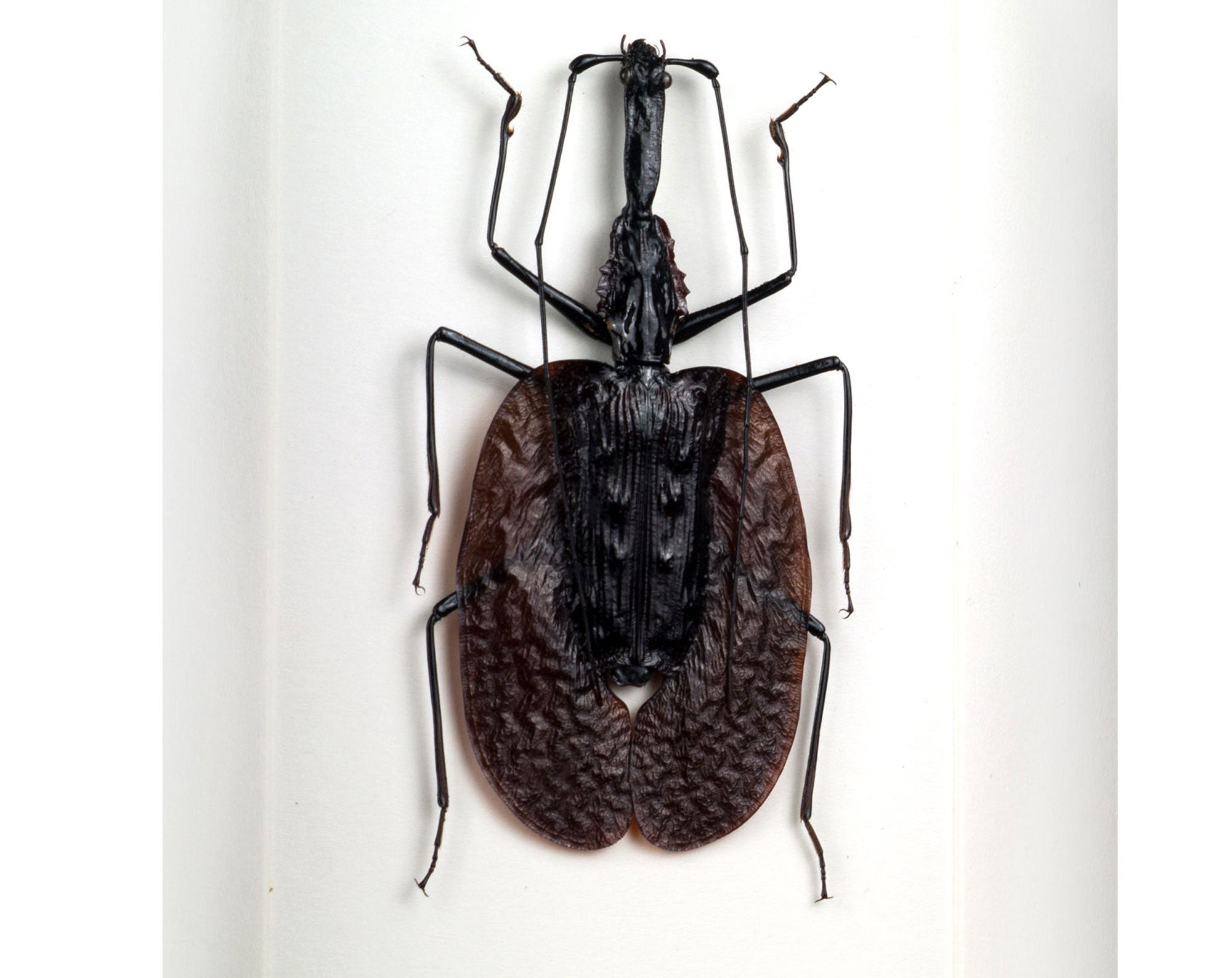 Mormolyce phyllodes  Käfer InsectArt