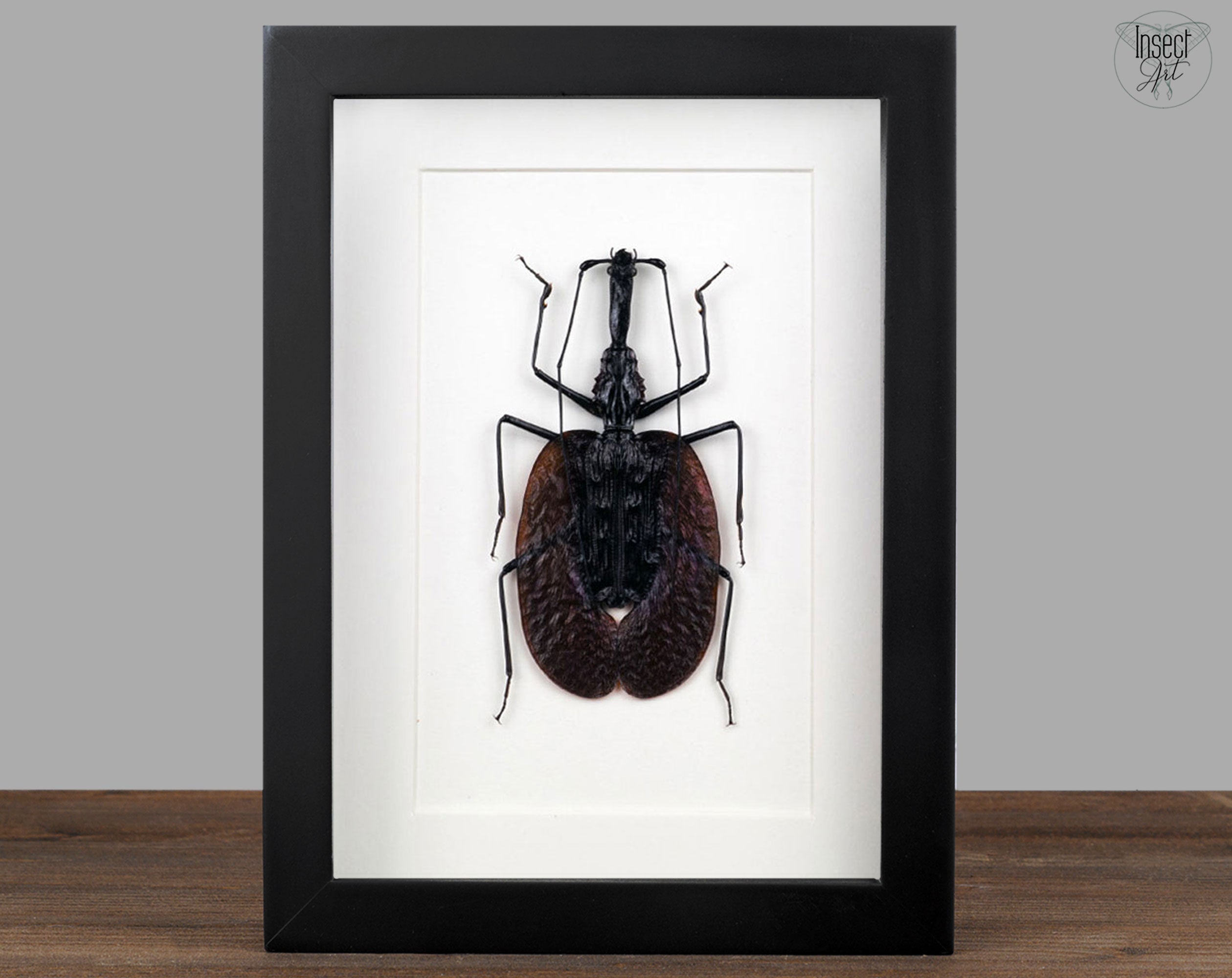 Mormolyce phyllodes  Käfer InsectArt