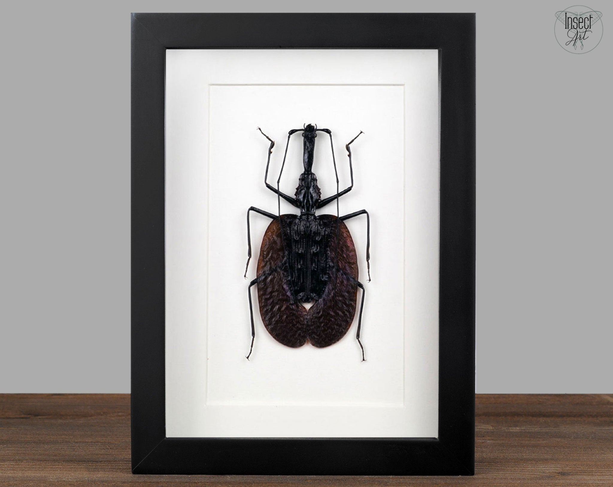 Mormolyce phyllodes  Käfer InsectArt