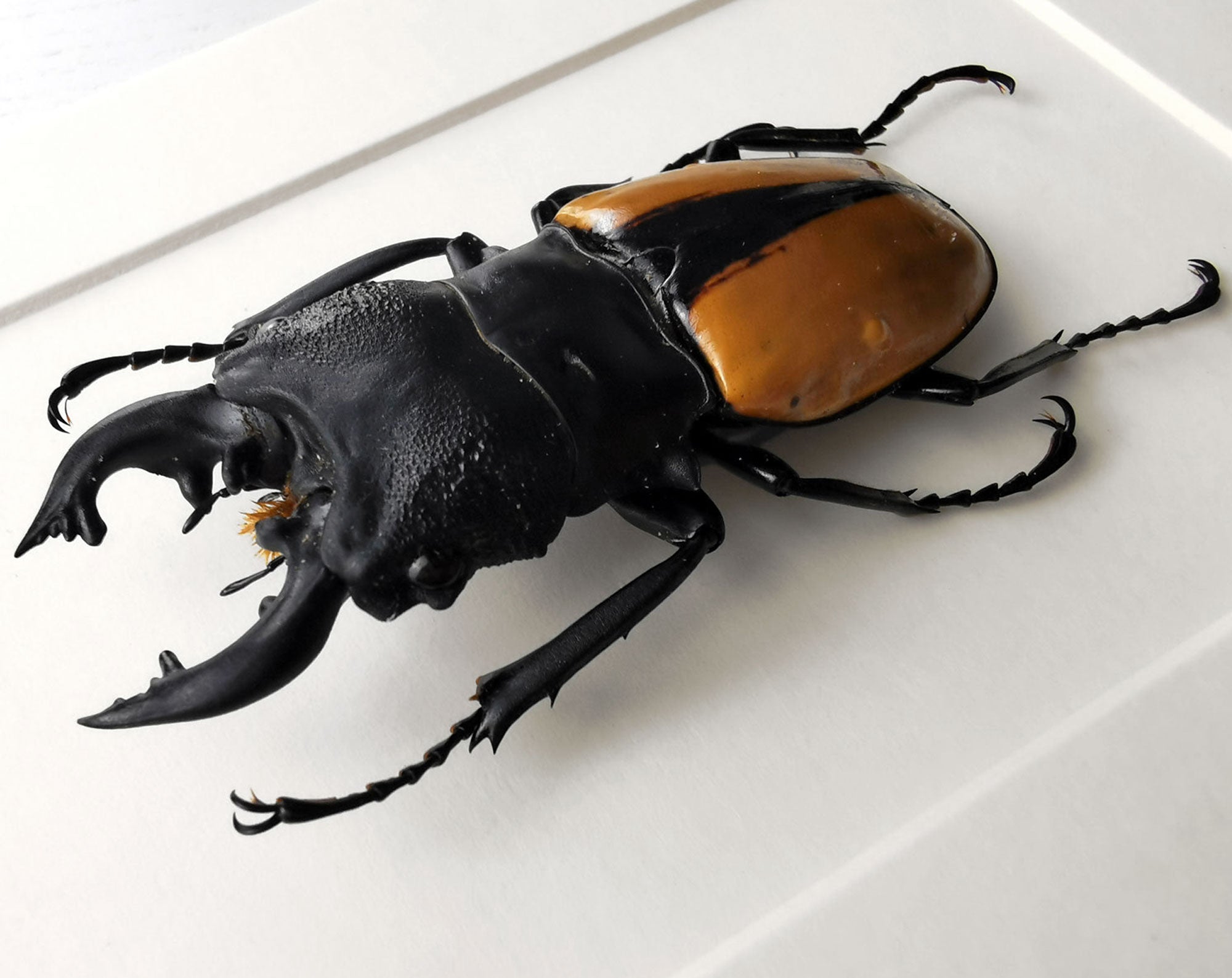 Odontolabis ludekingi ♂  Käfer InsectArt