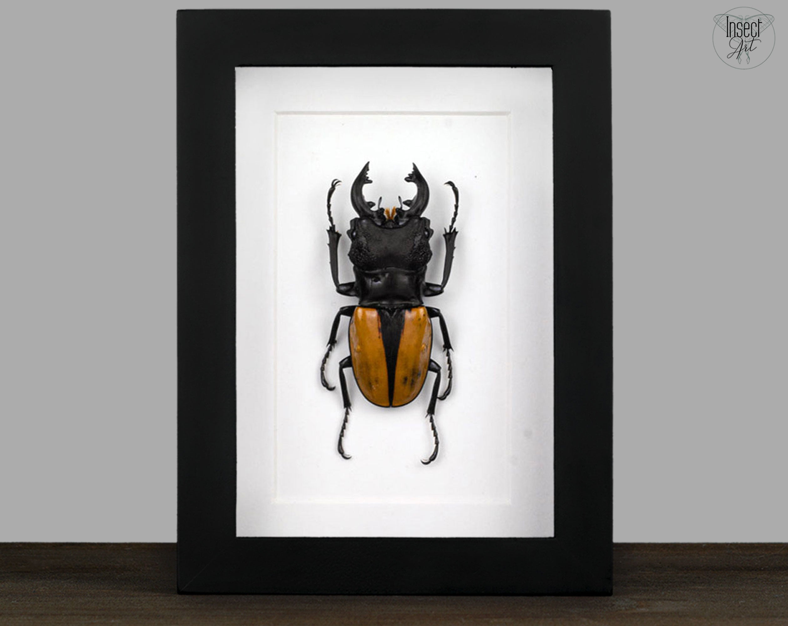 Odontolabis ludekingi ♂  Käfer InsectArt